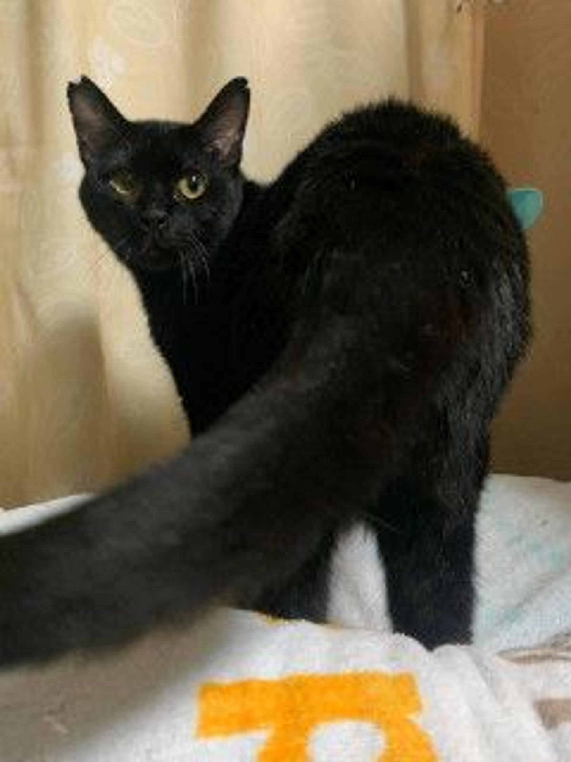 pet-image-4