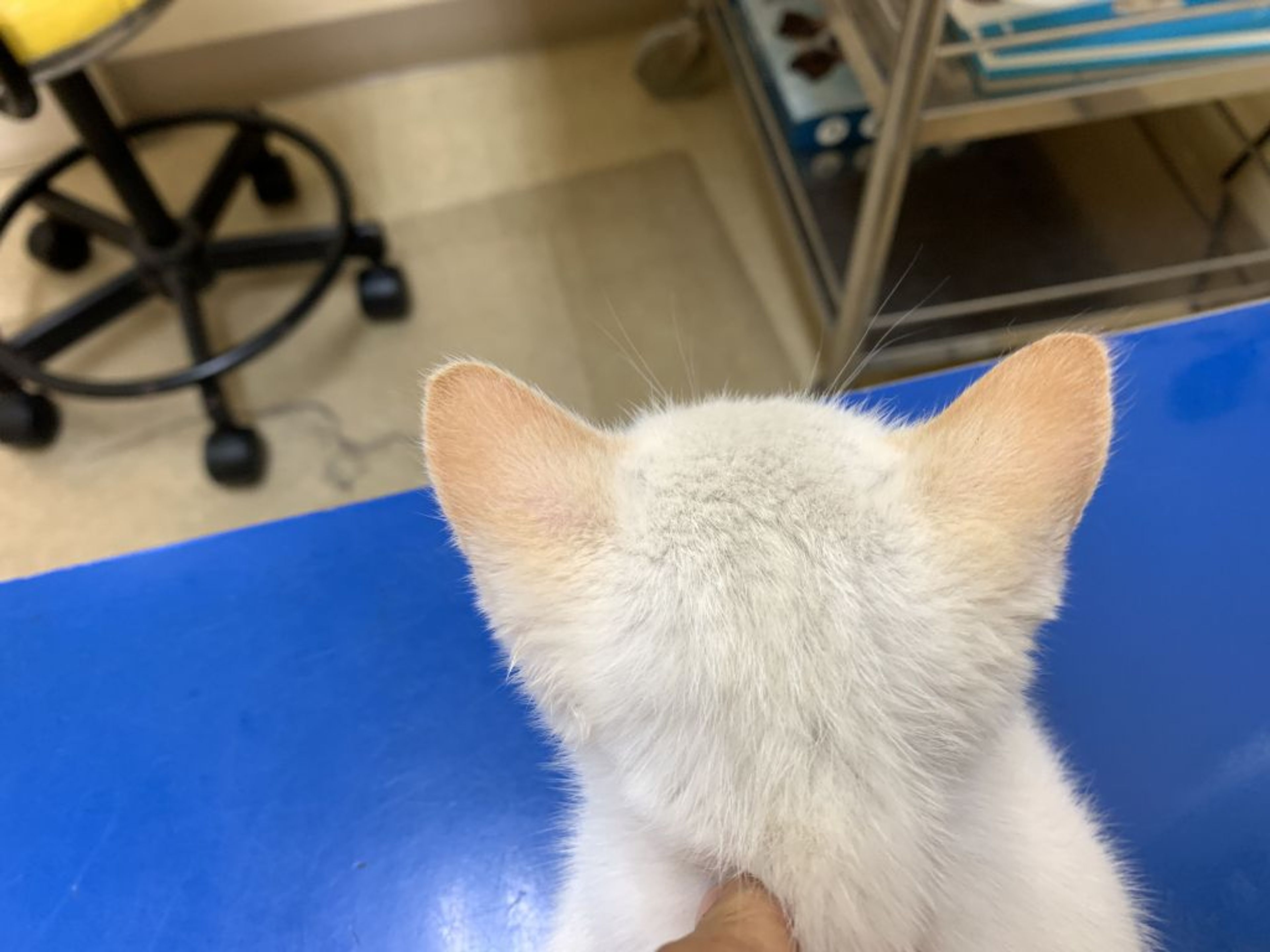 pet-image-2