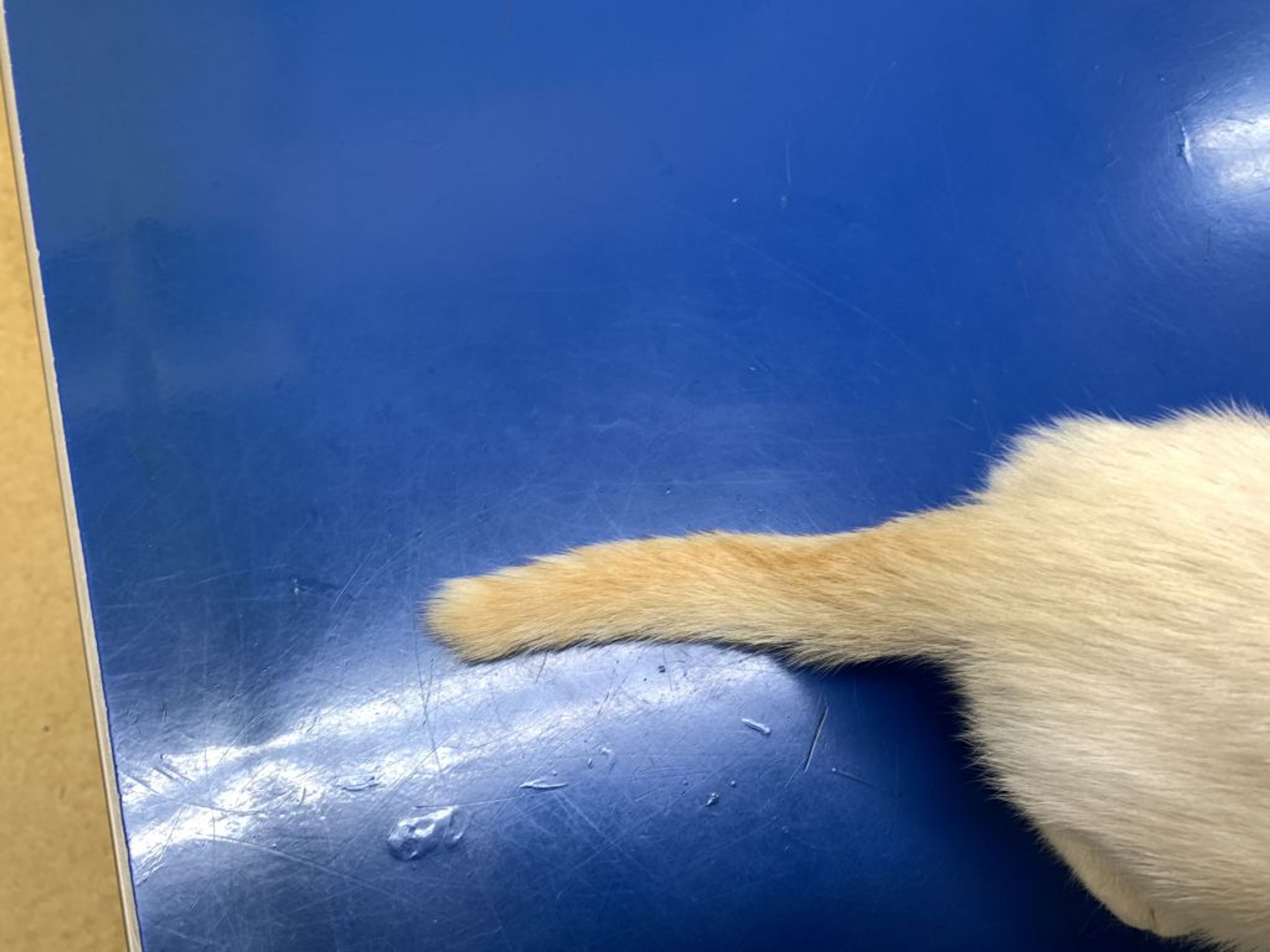 pet-image-3