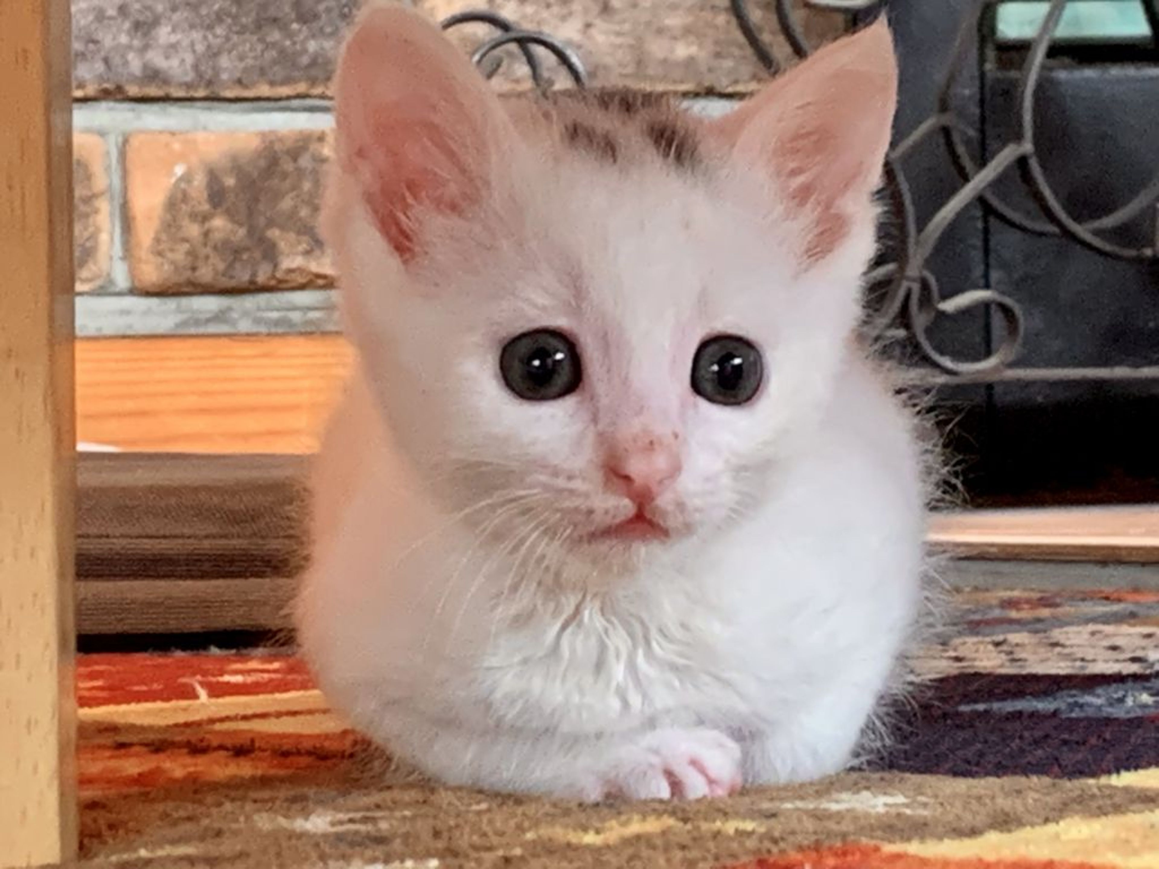 pet-image-2