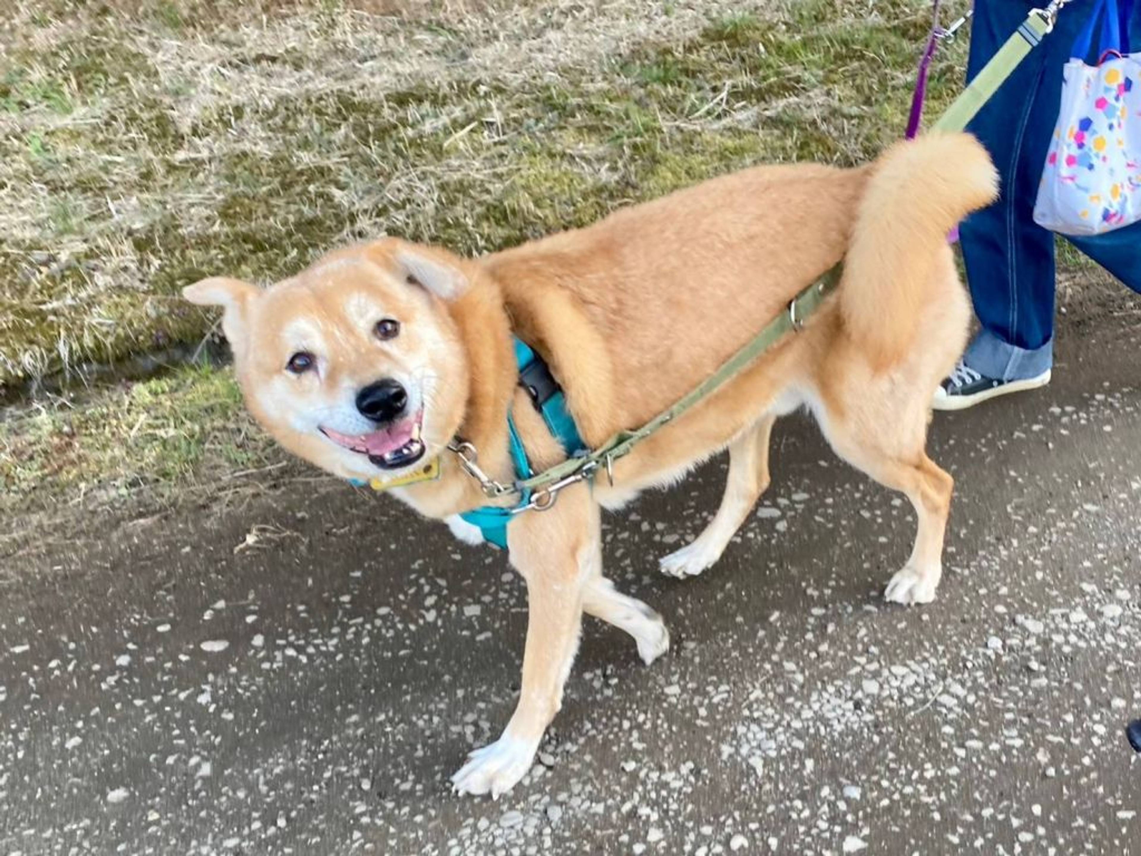 雑種（ミックス犬）・オスの里親募集の写真