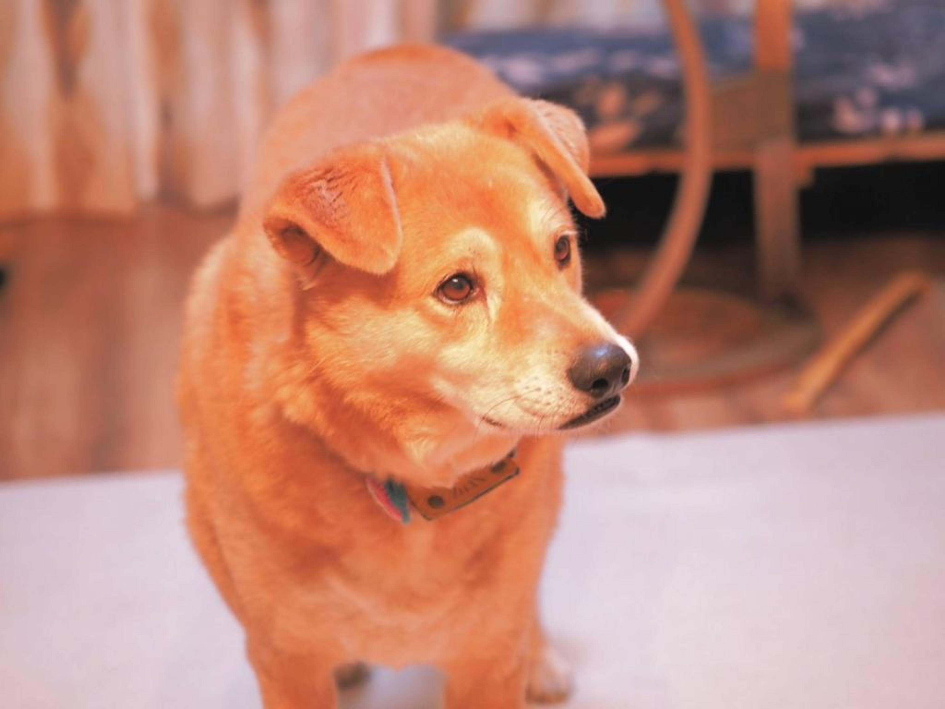 pet-image-2