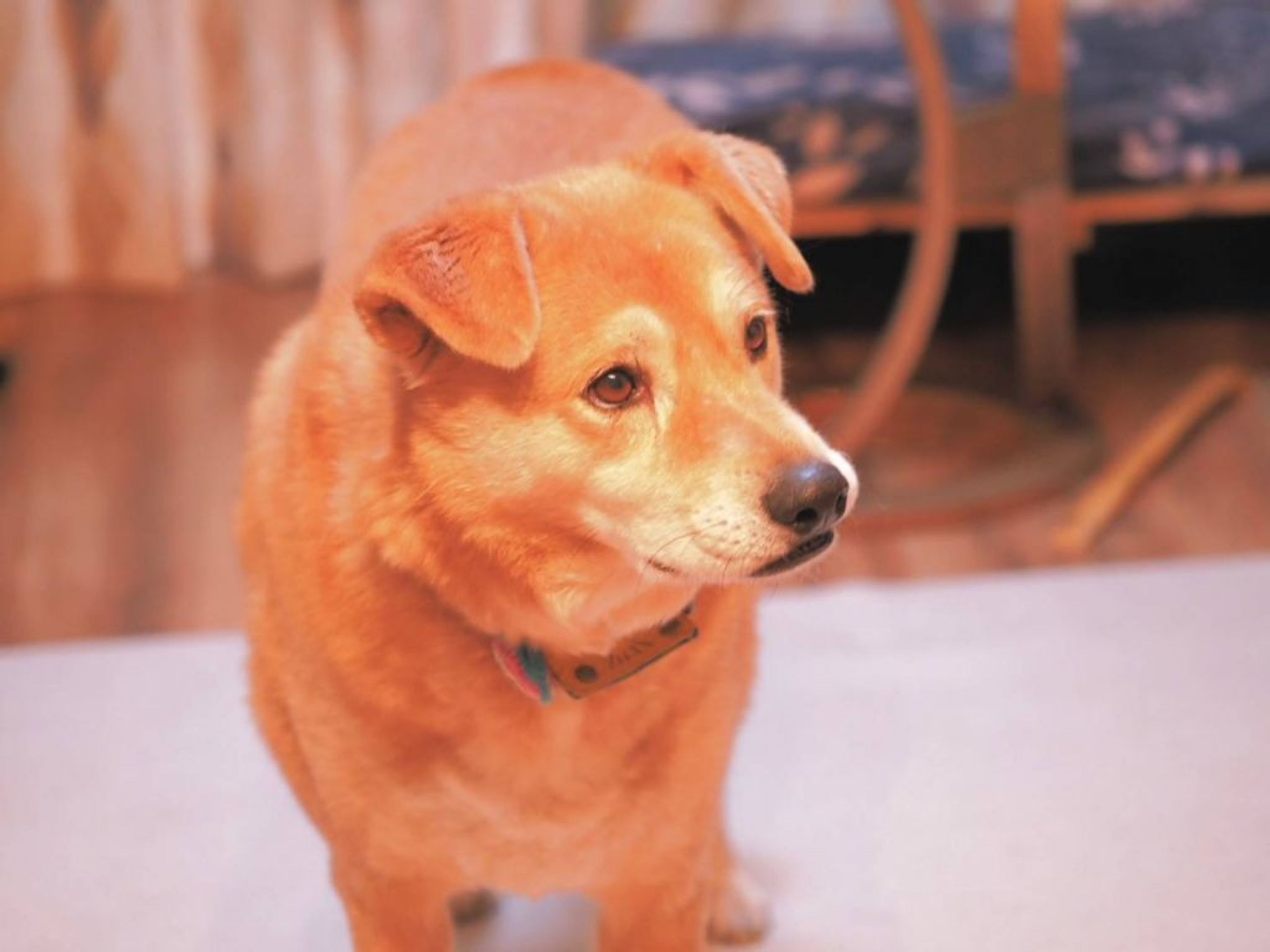 pet-image-2