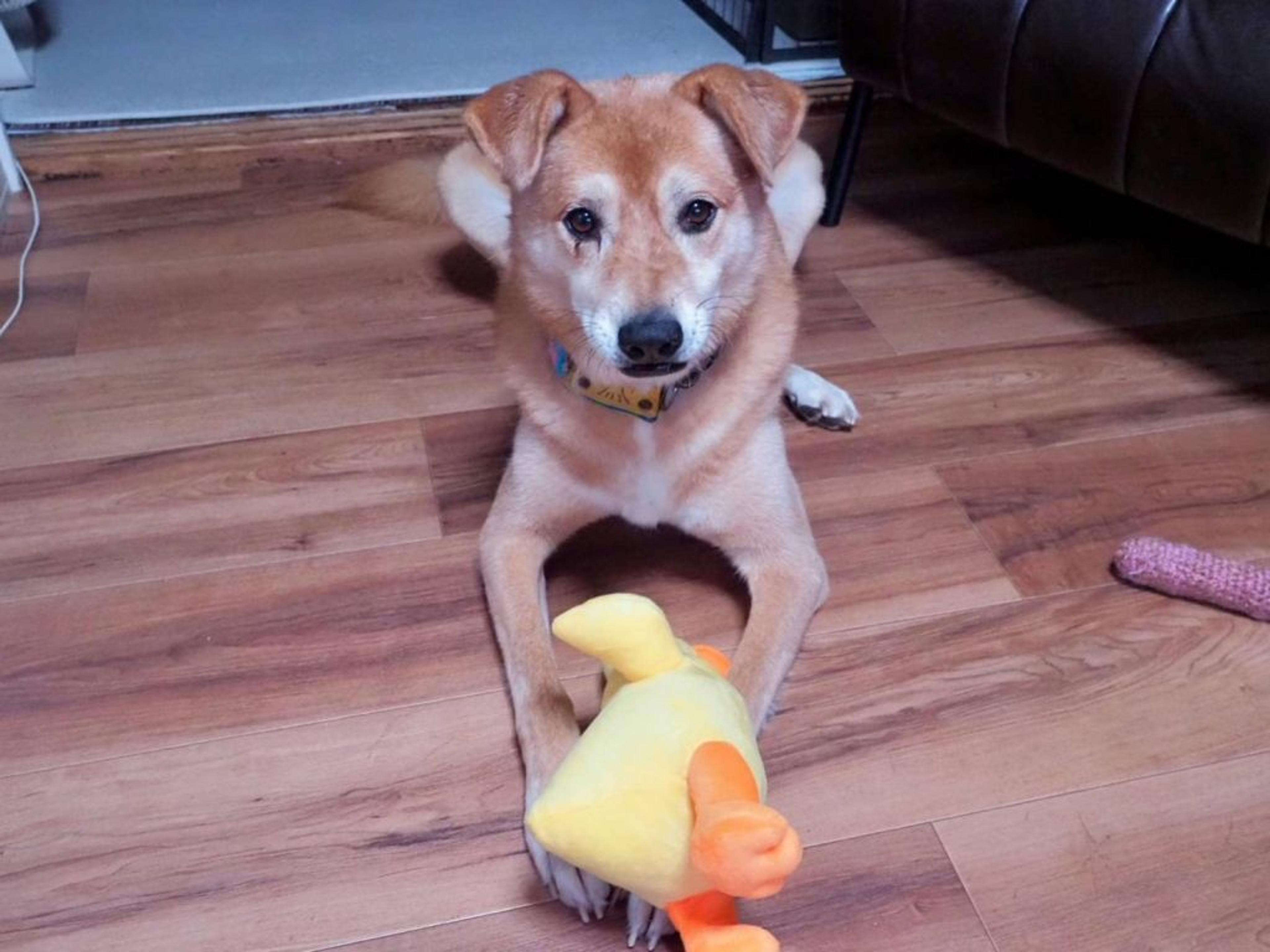 pet-image-6