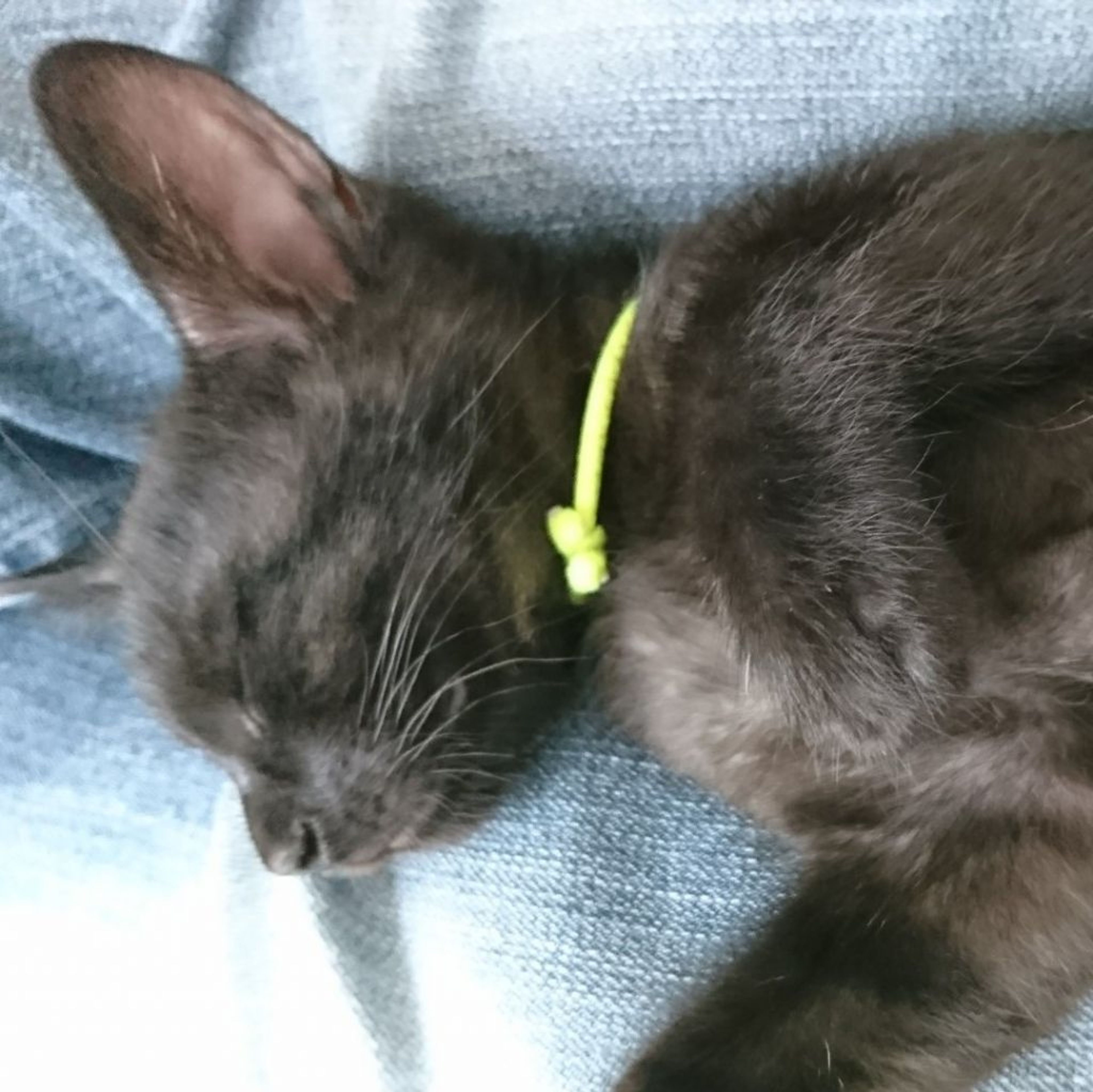 pet-image-3