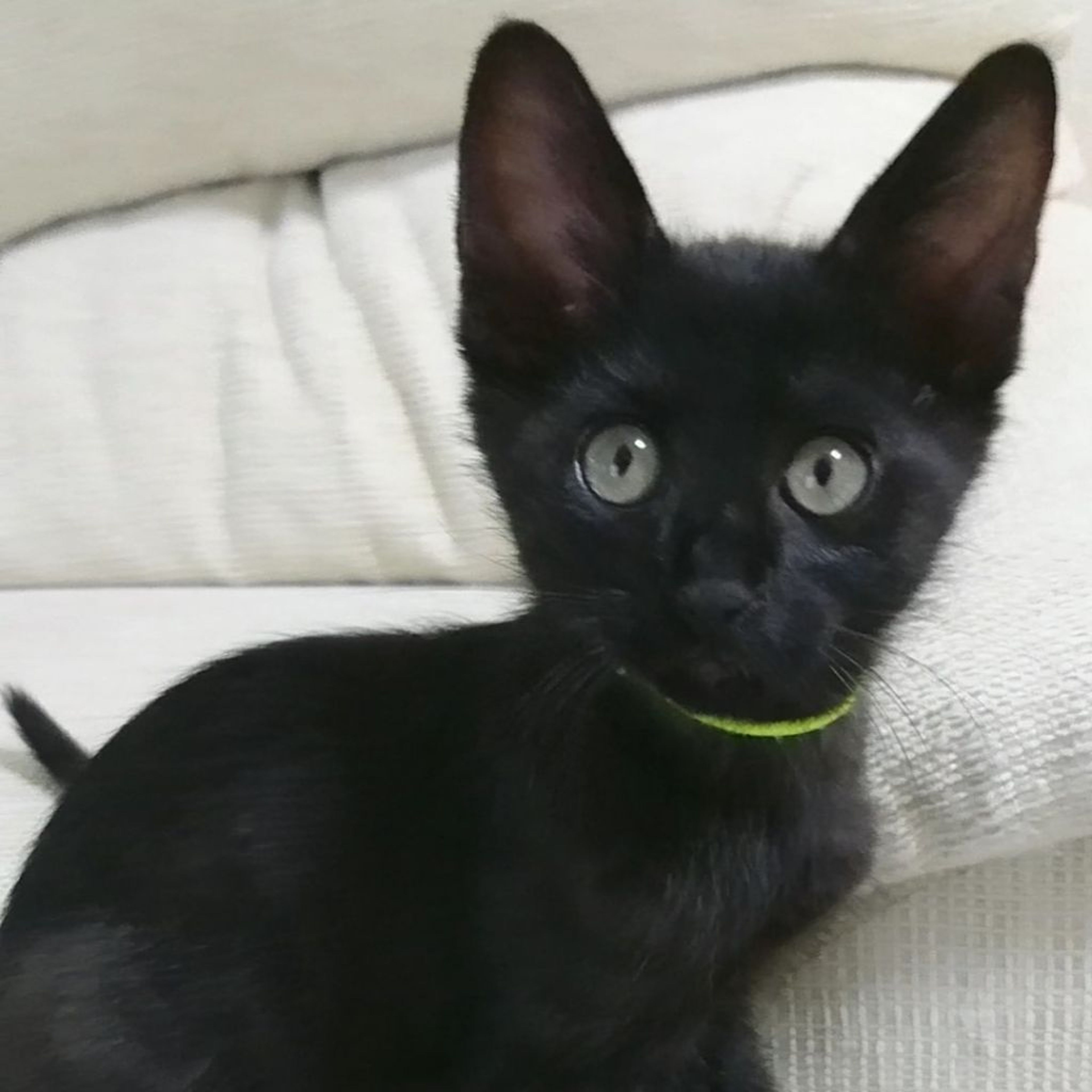 pet-image-4