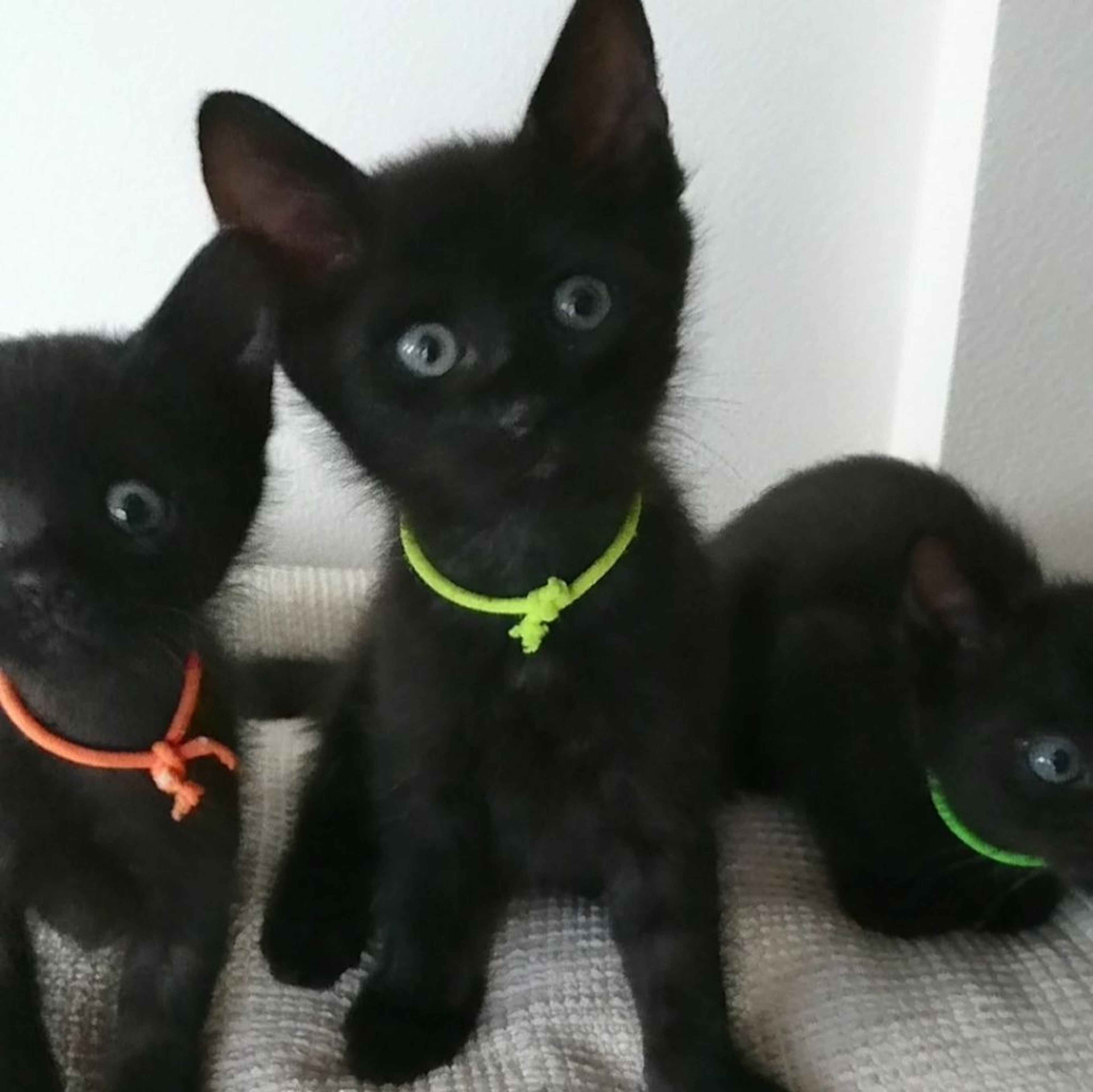 pet-image-5