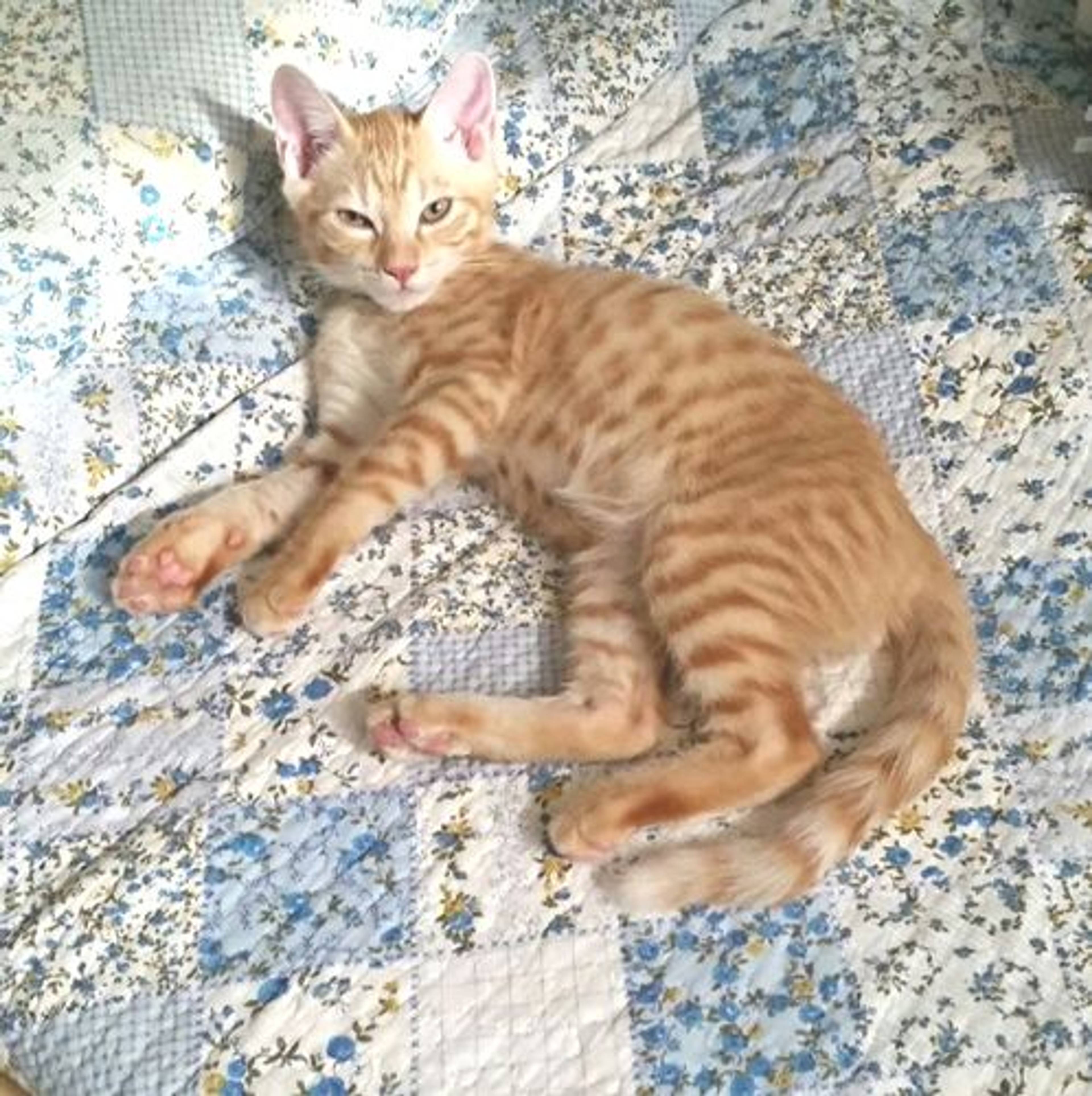 雑種（ミックス猫）・オスの里親募集の写真