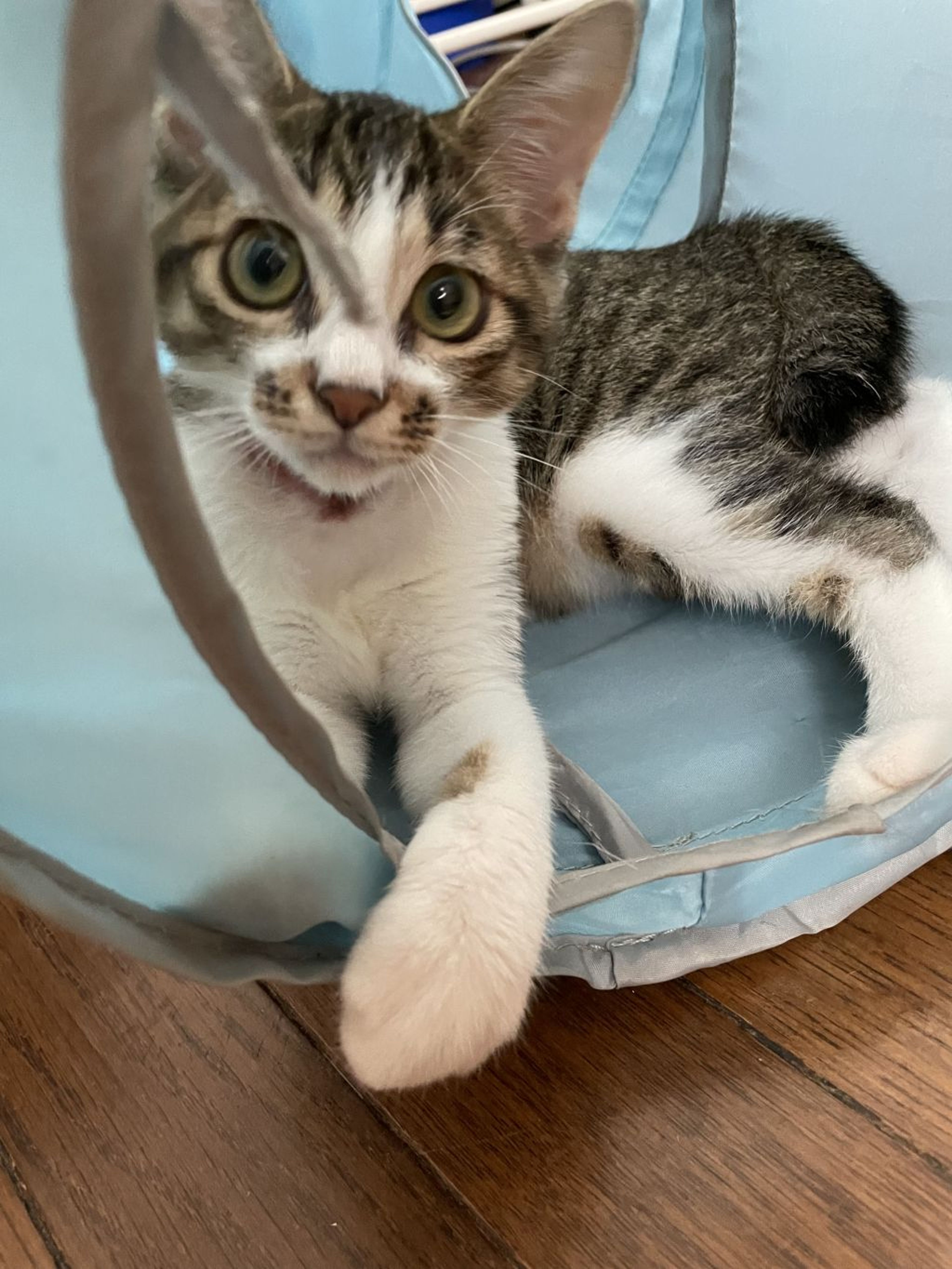 pet-image-2