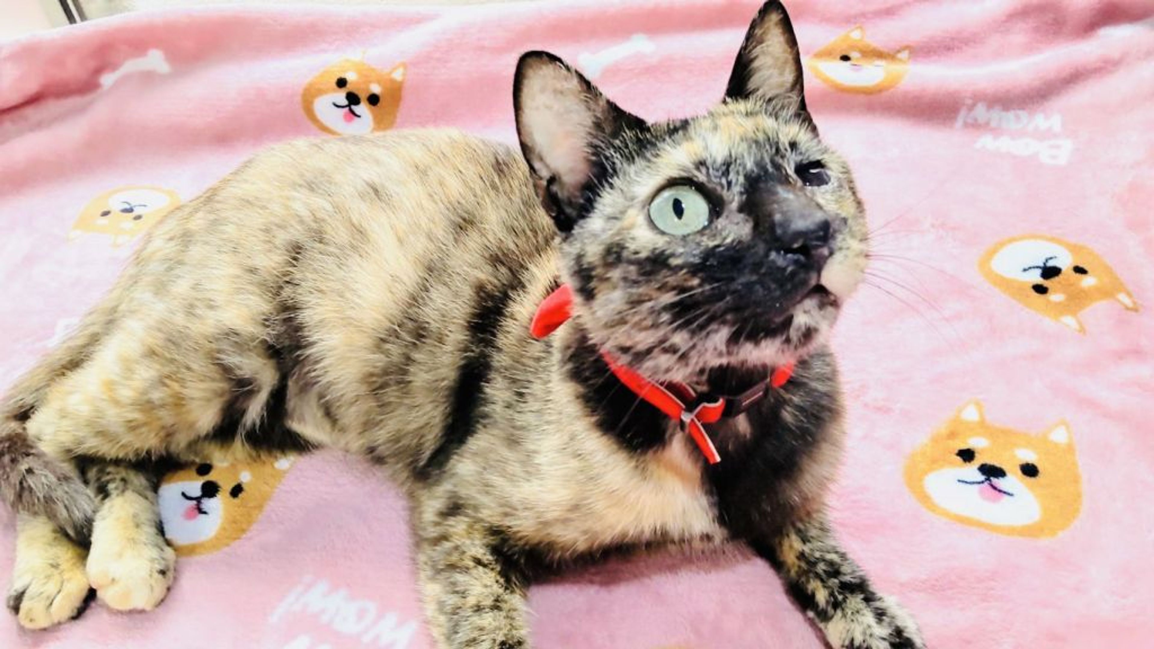 雑種（ミックス猫）・メスの里親募集の写真