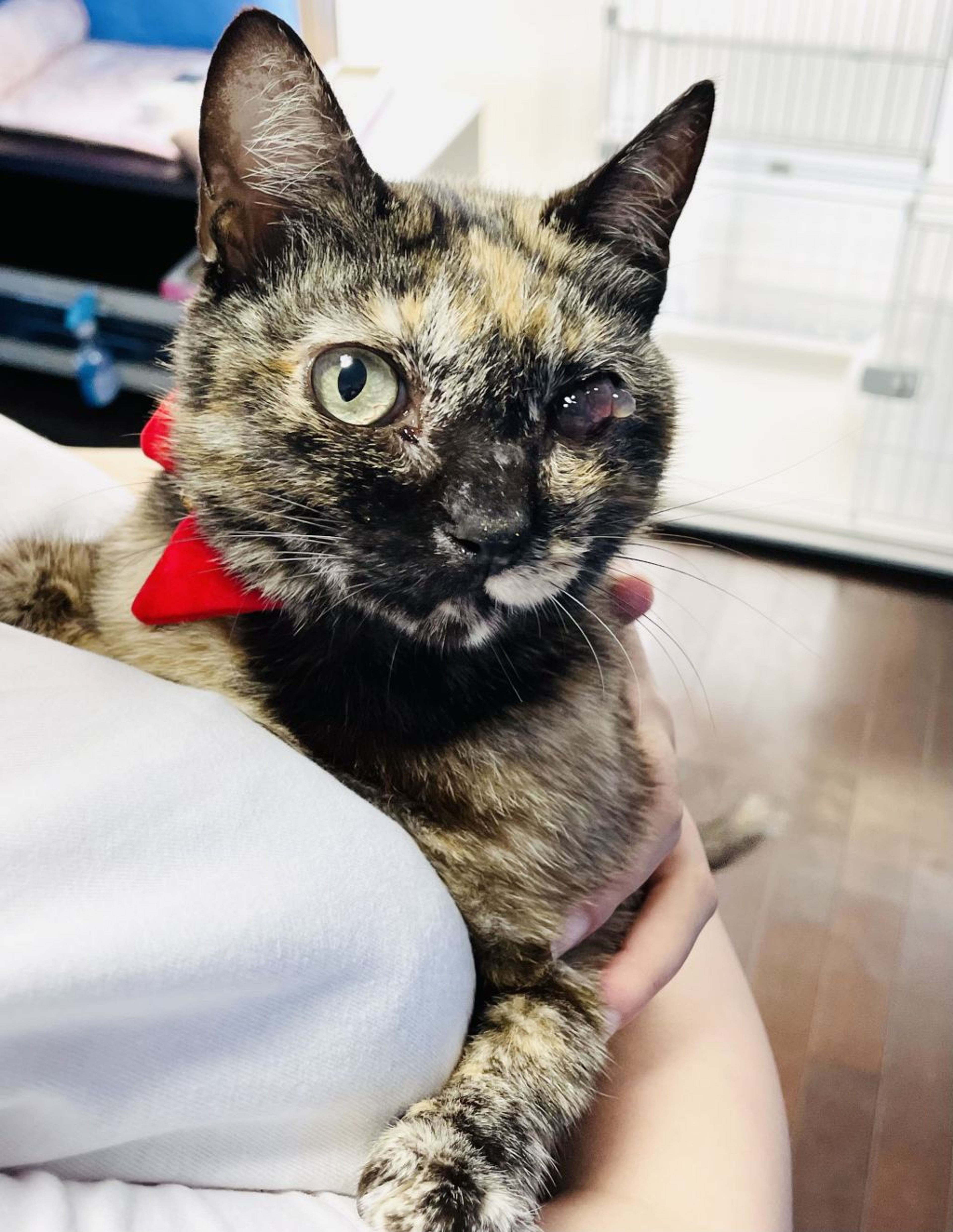 pet-image-3