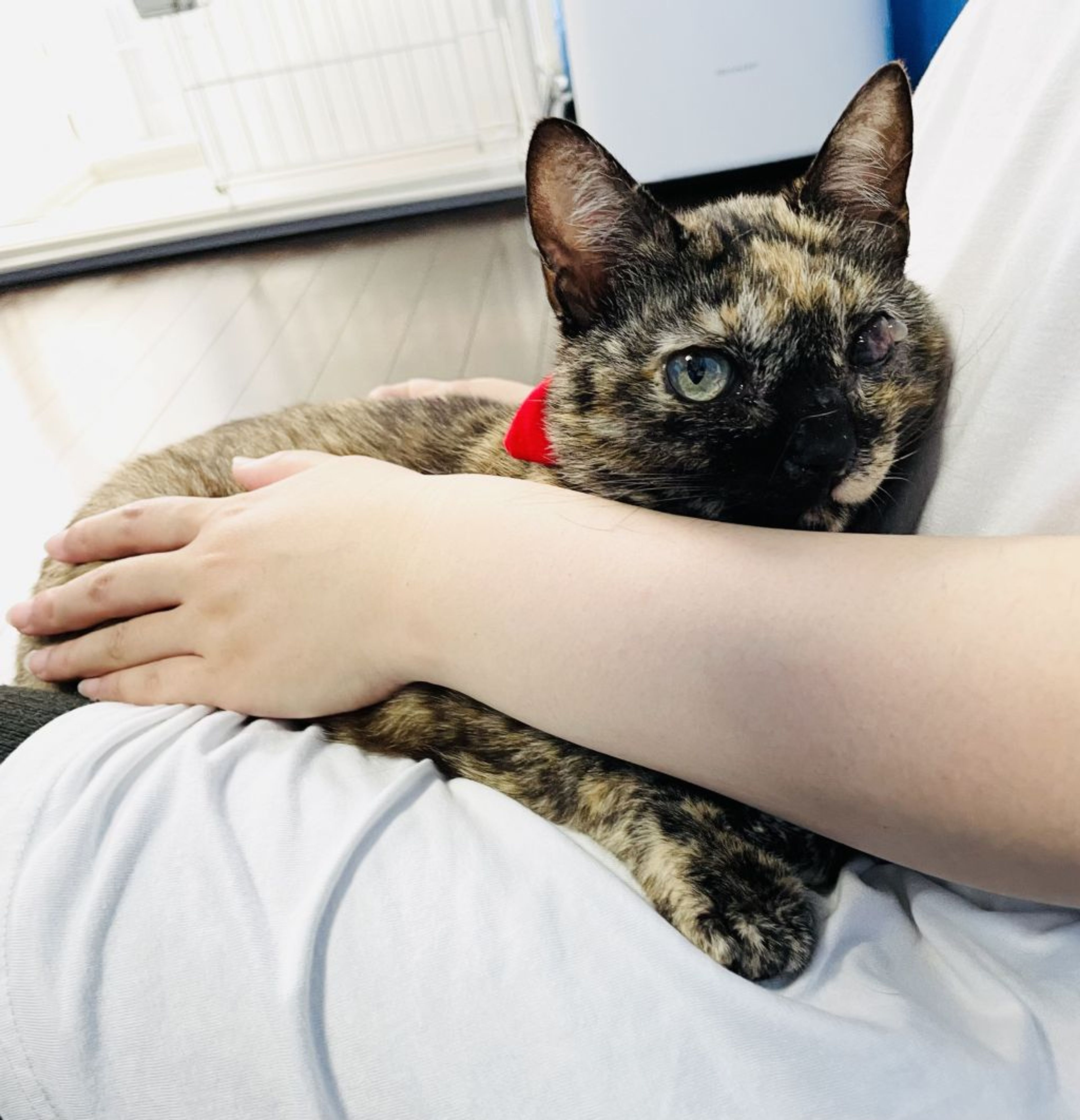 pet-image-4