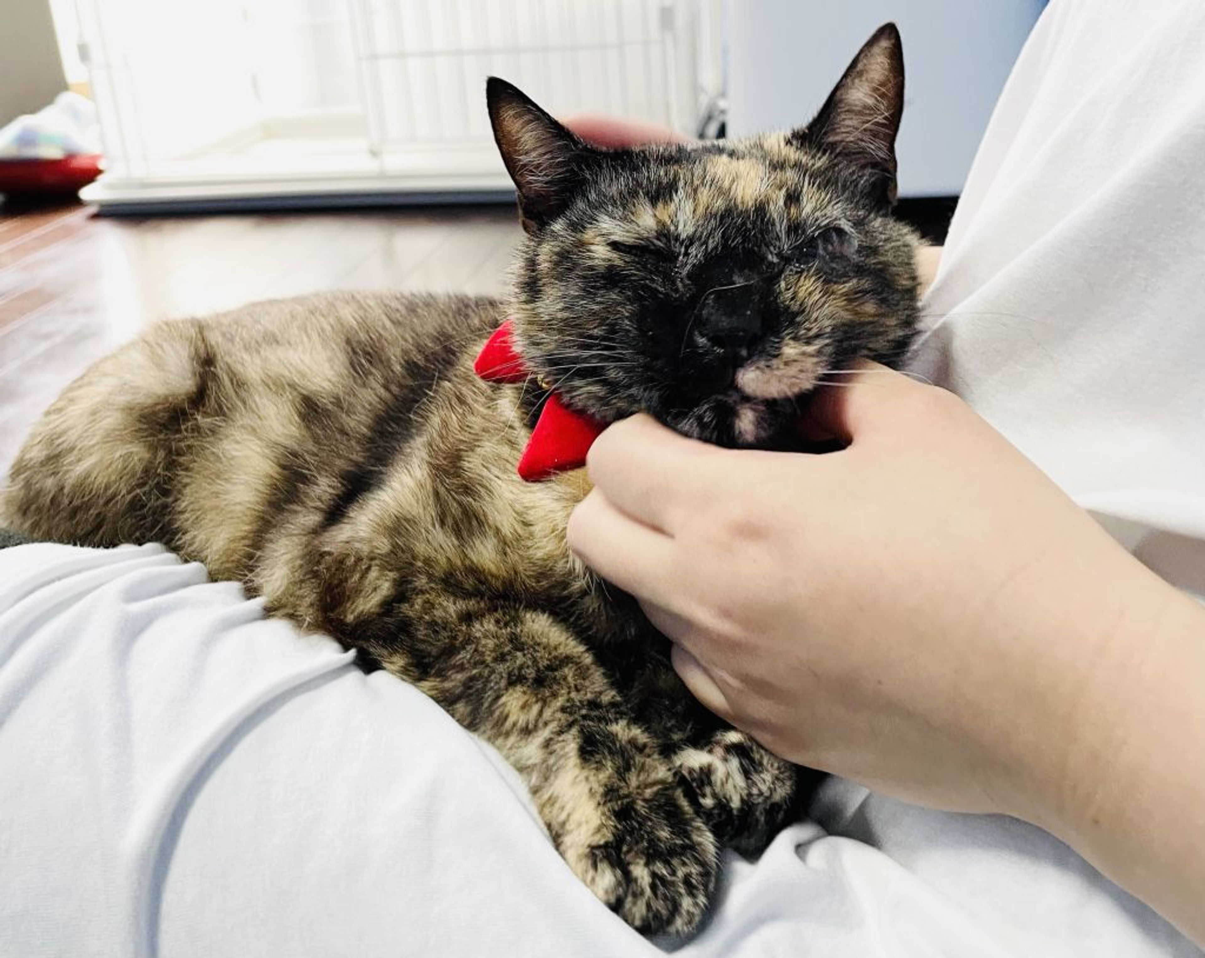 pet-image-6