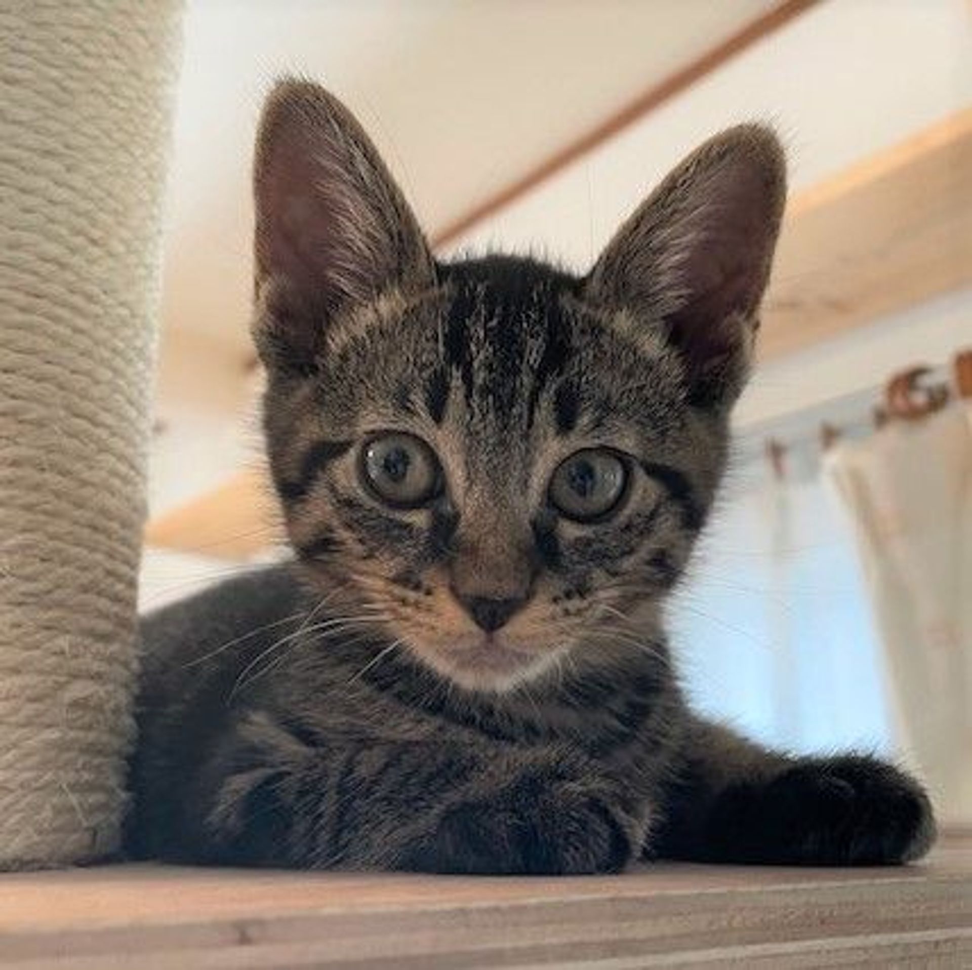 雑種（ミックス猫）・オスの里親募集の写真