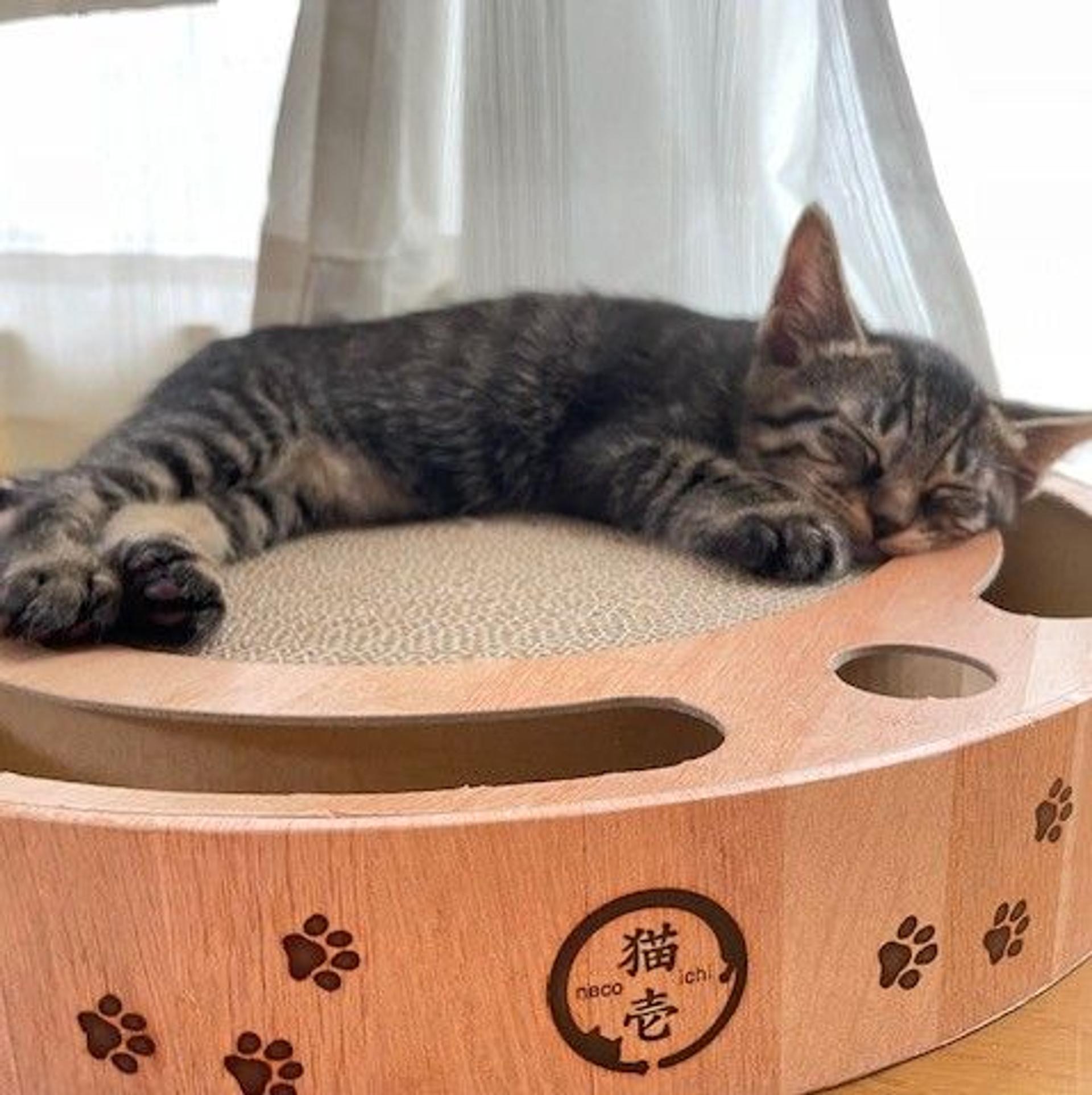 pet-image-6