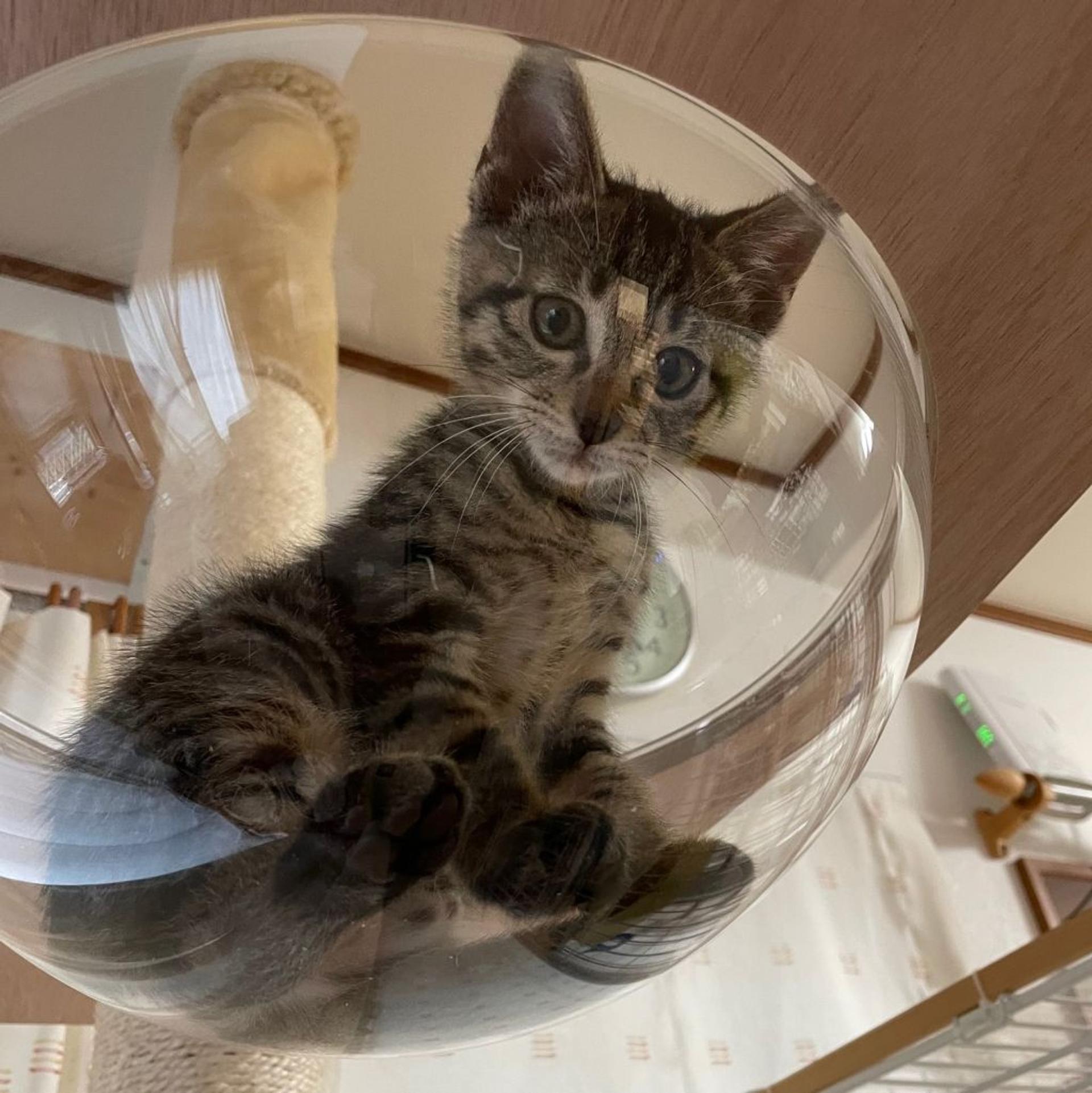 pet-image-2