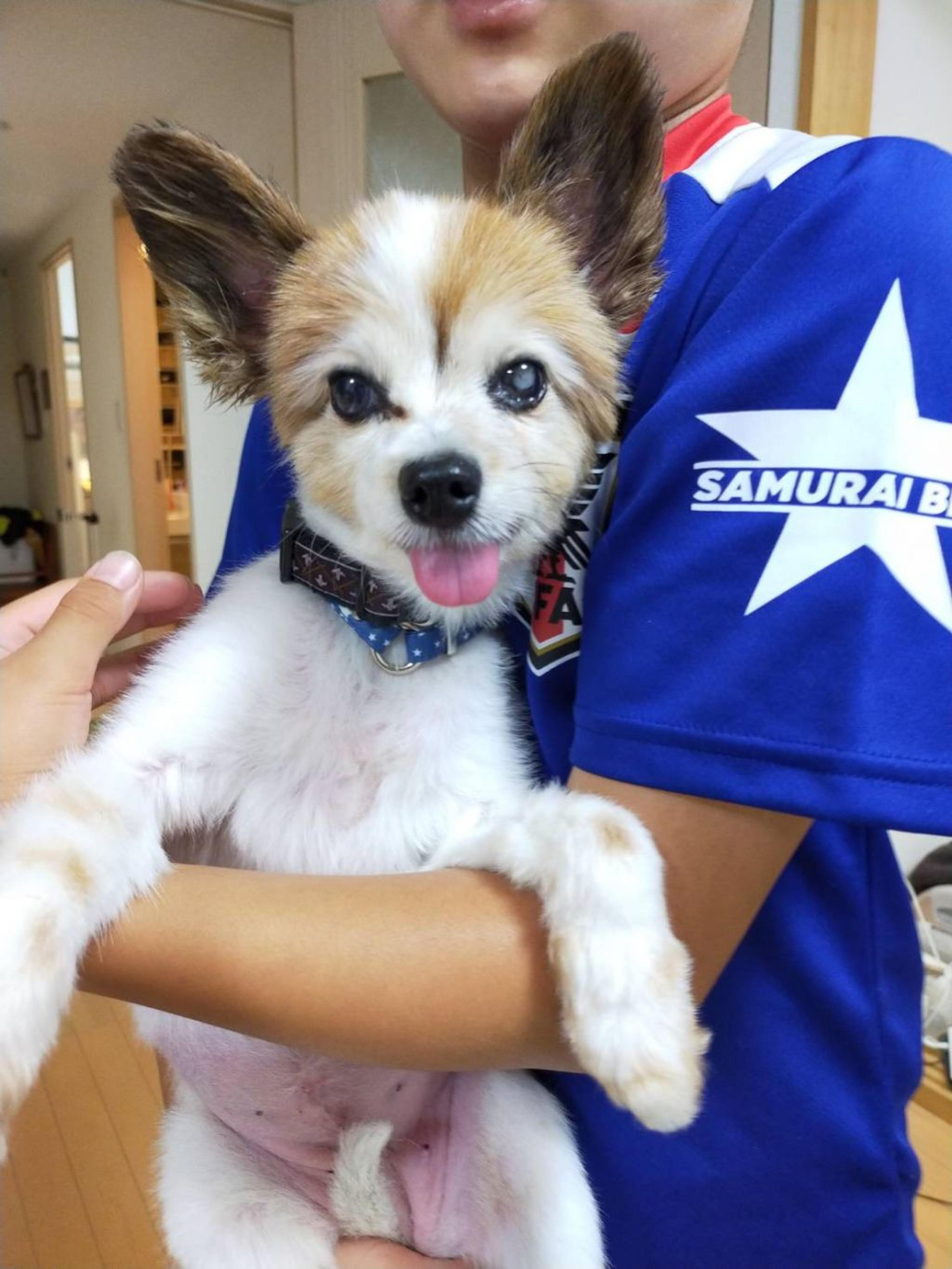 pet-image-2