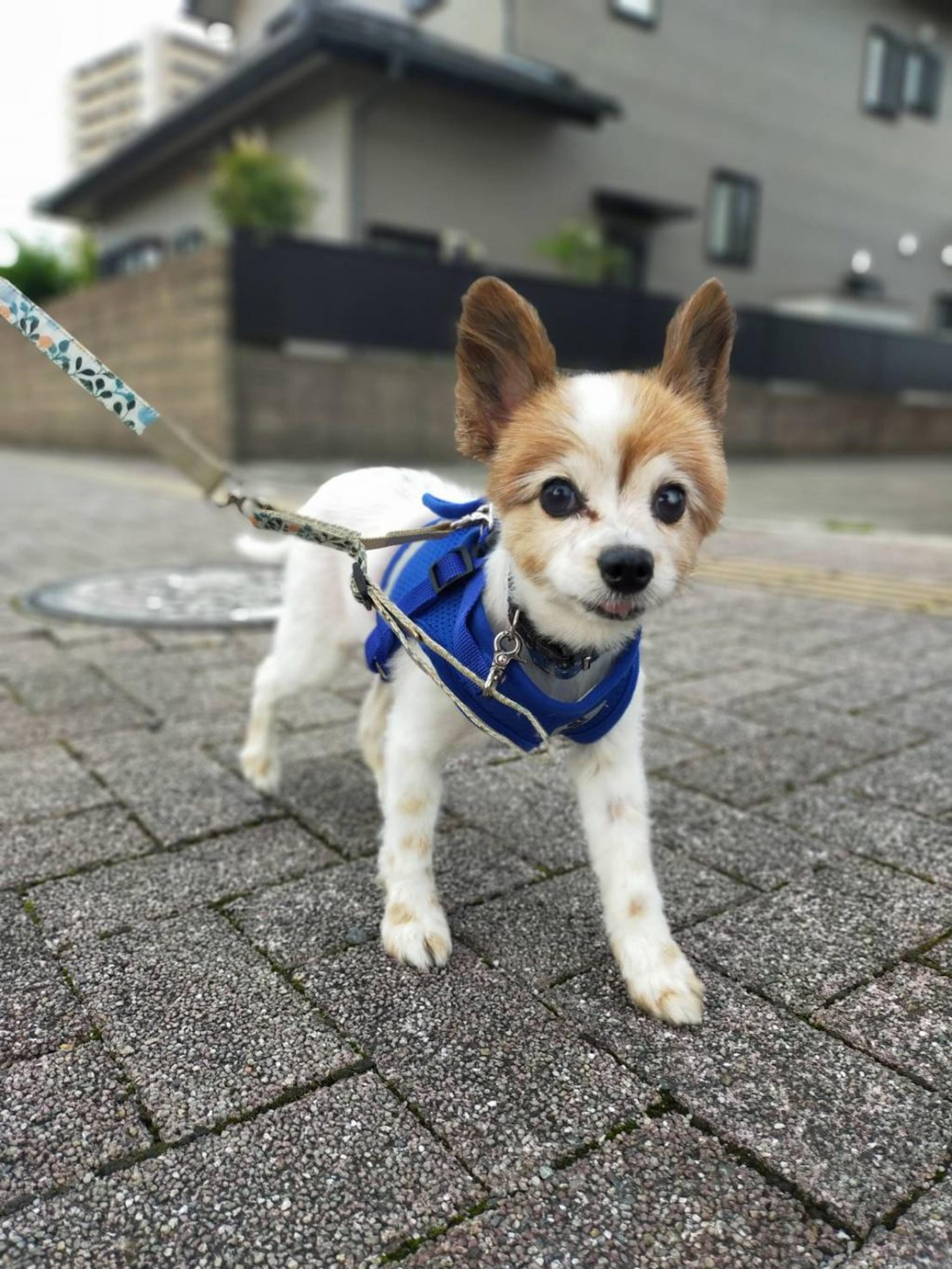 pet-image-3