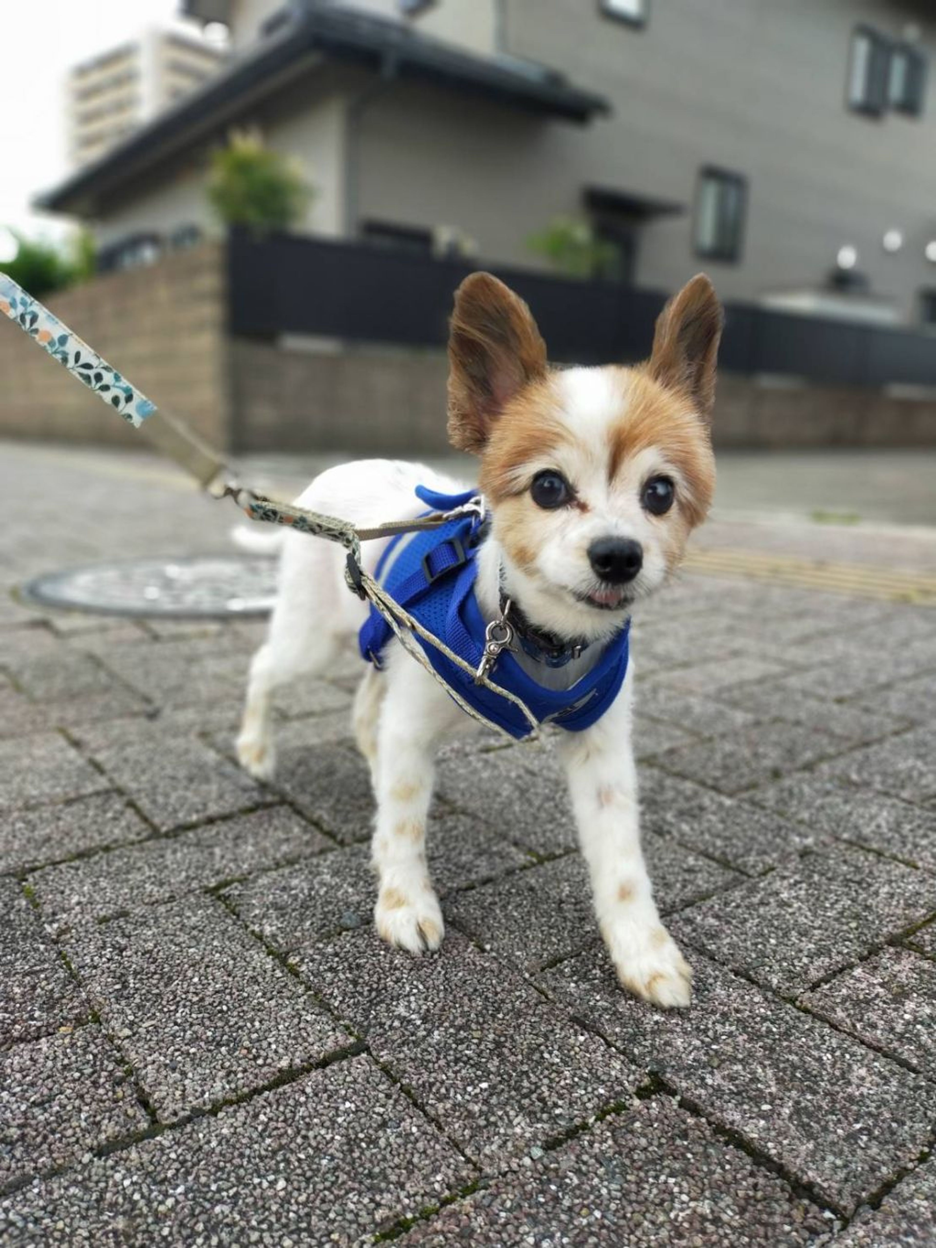 pet-image-3