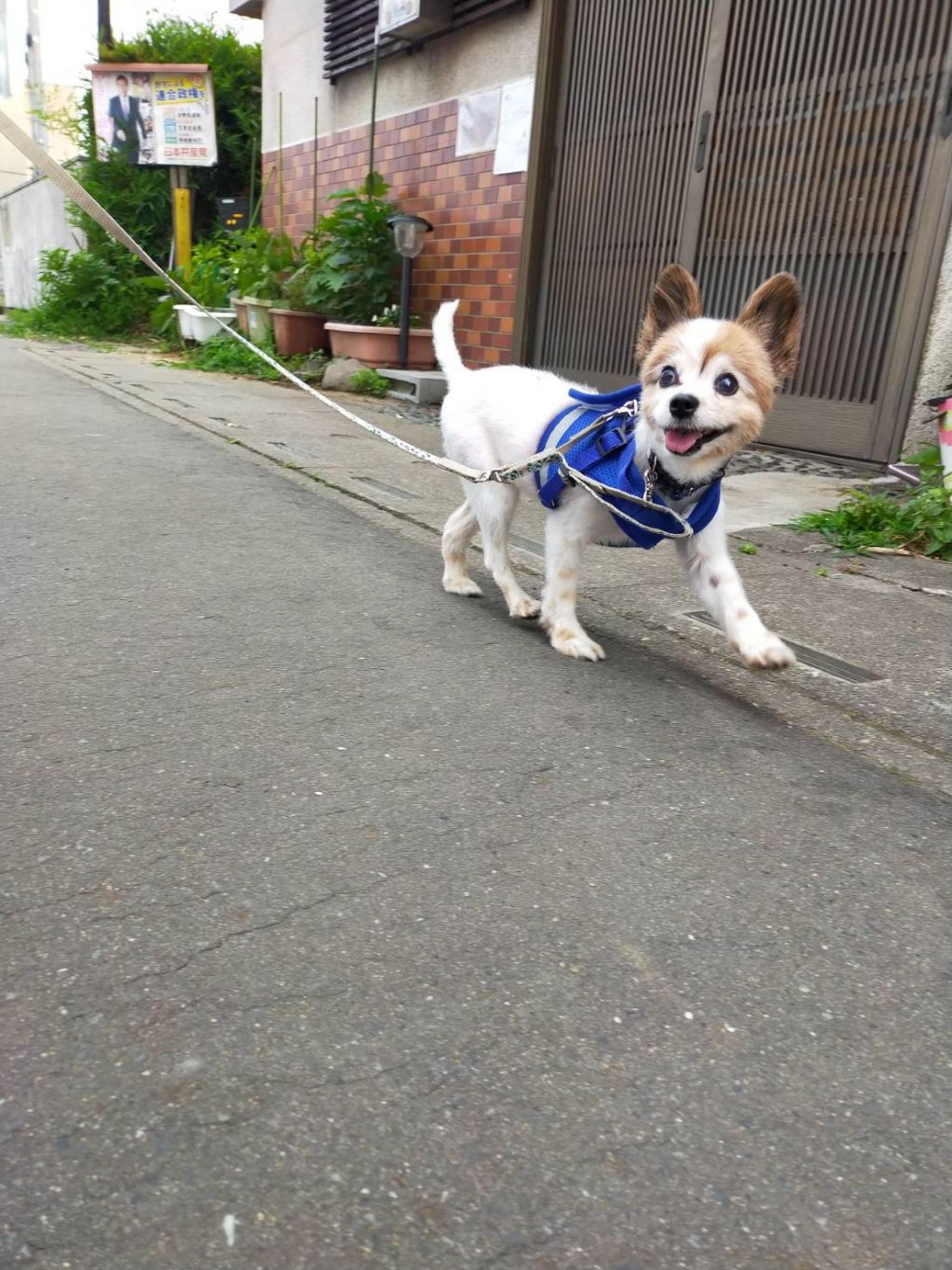 pet-image-4