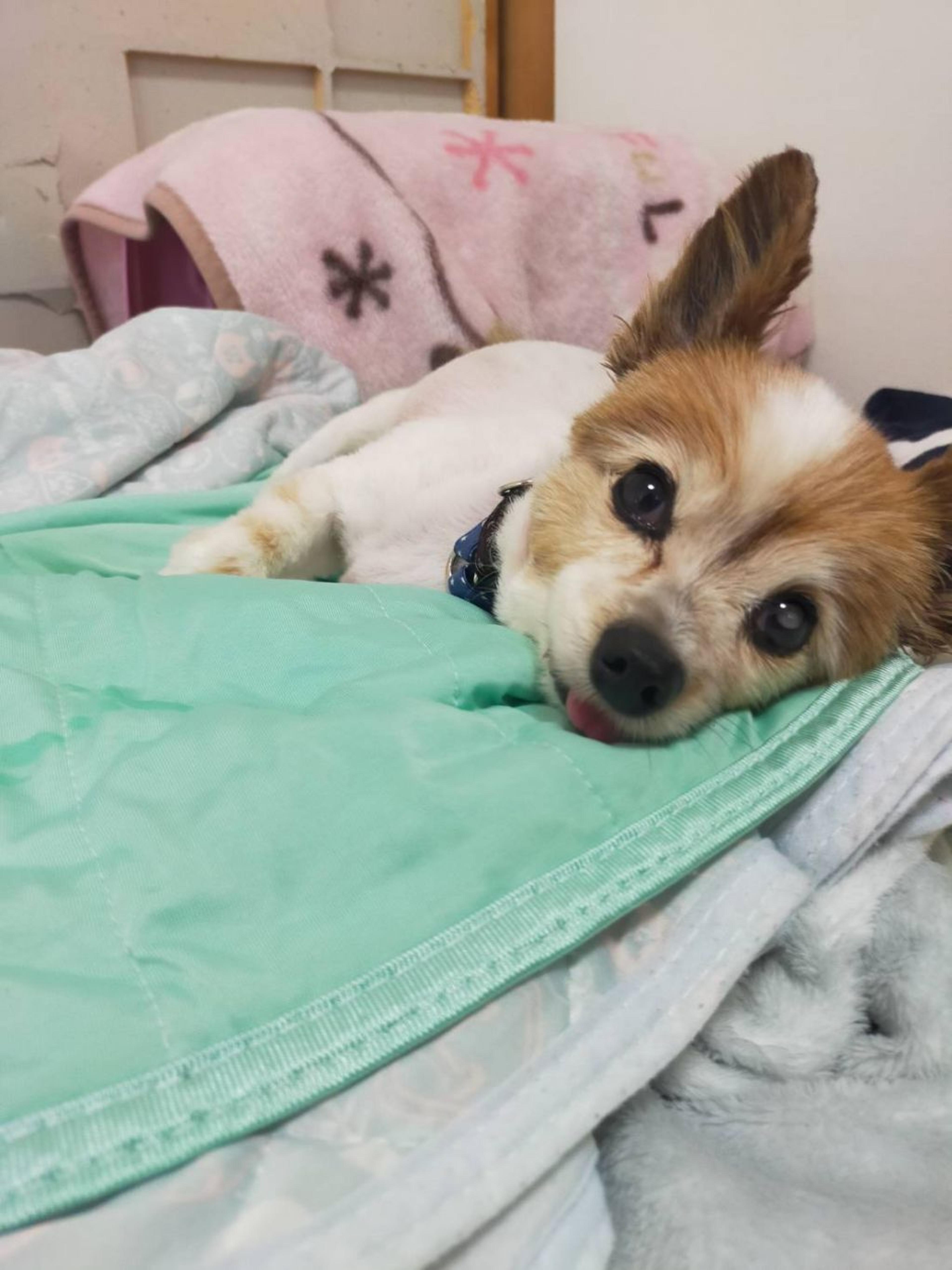 pet-image-6