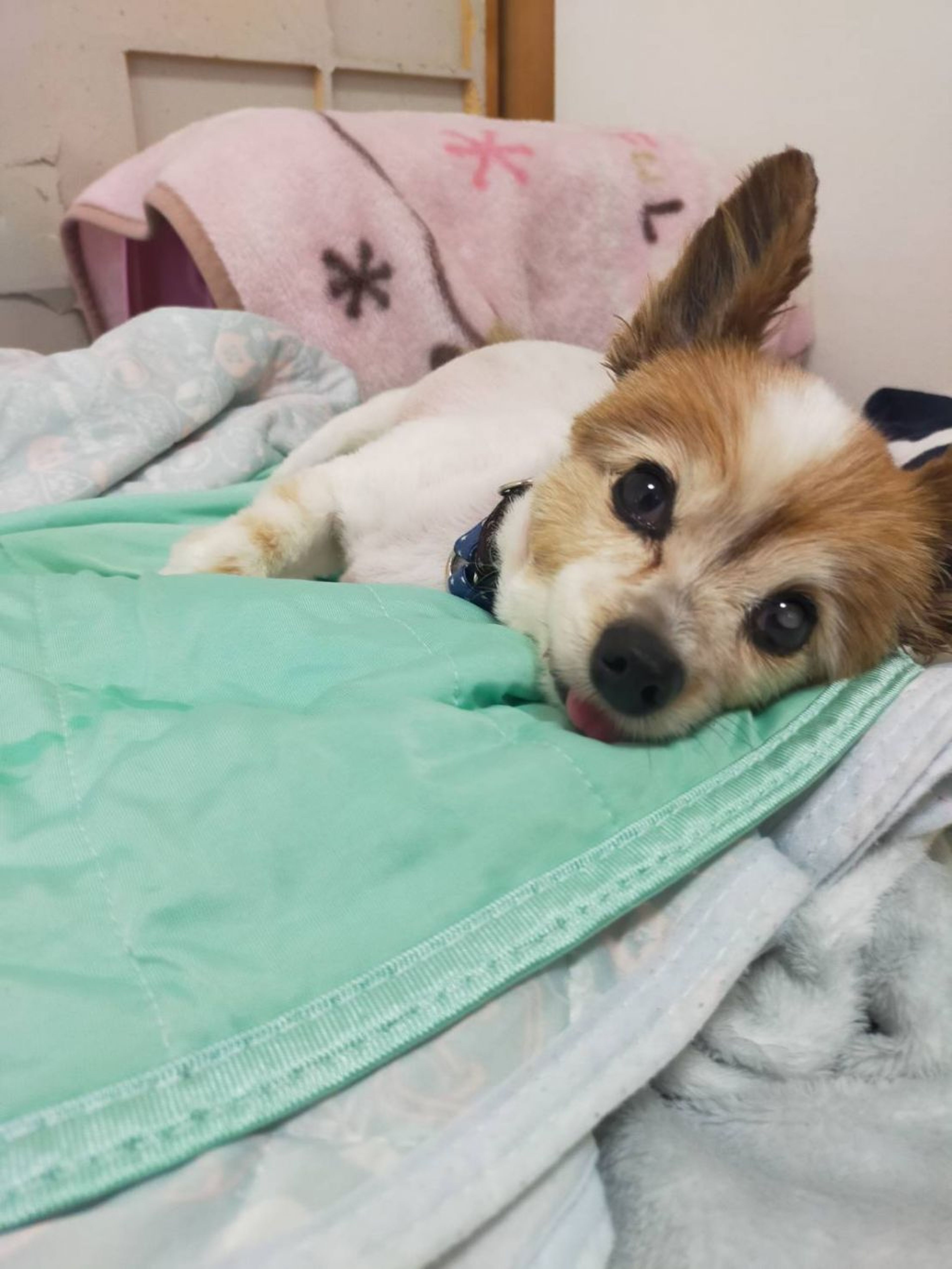 pet-image-6