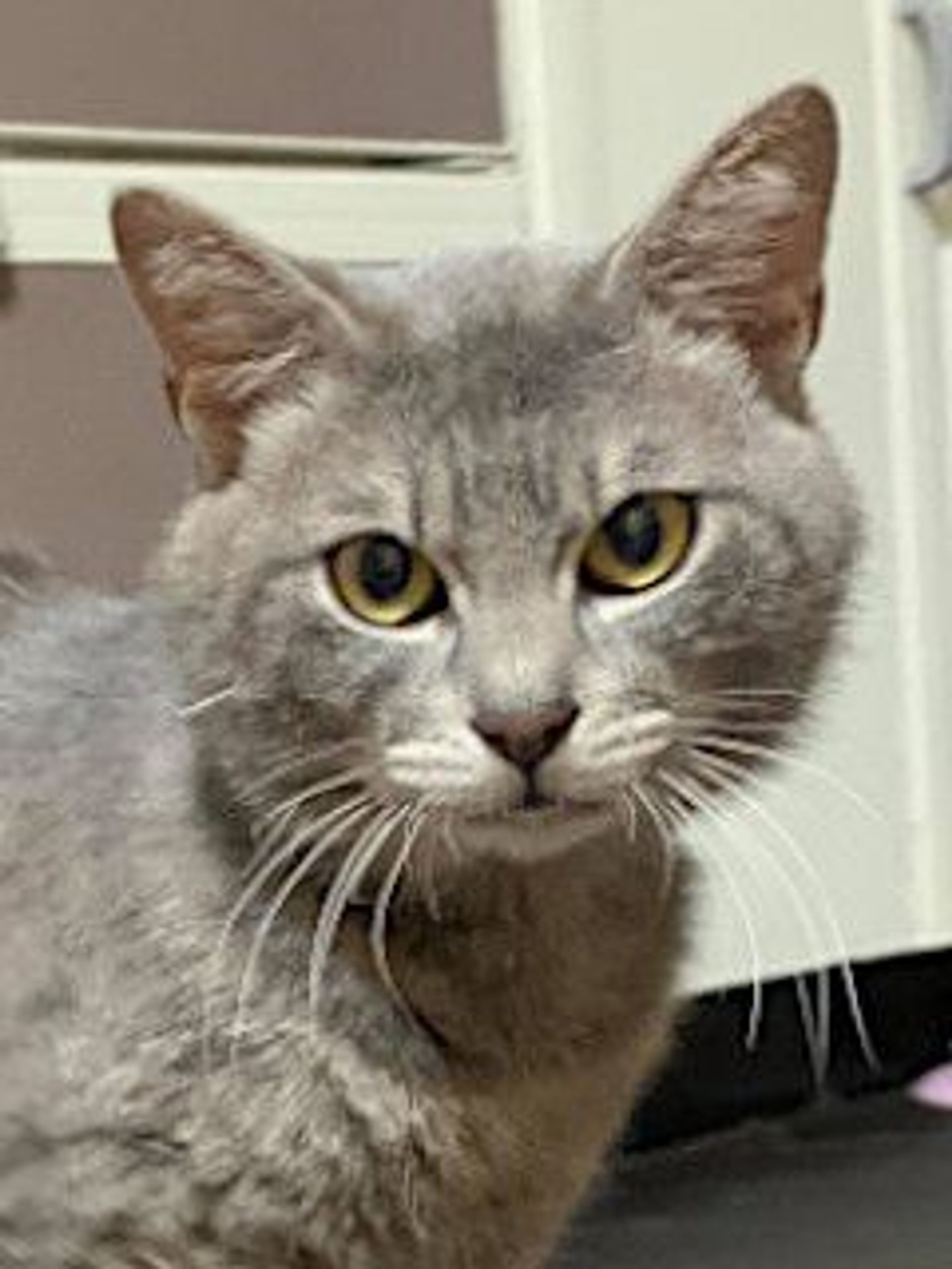 雑種（ミックス猫）・オスの里親募集の写真