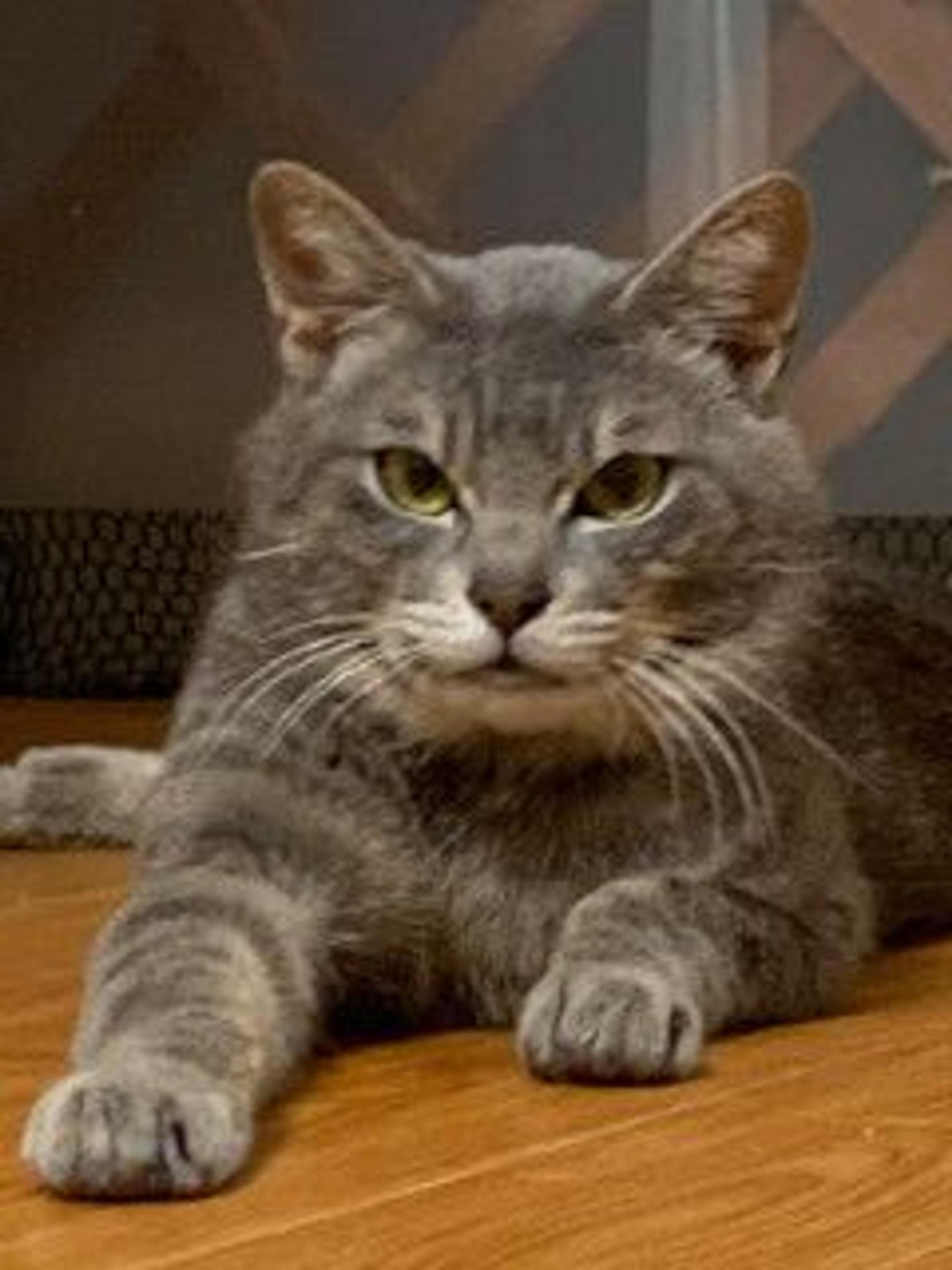 pet-image-2