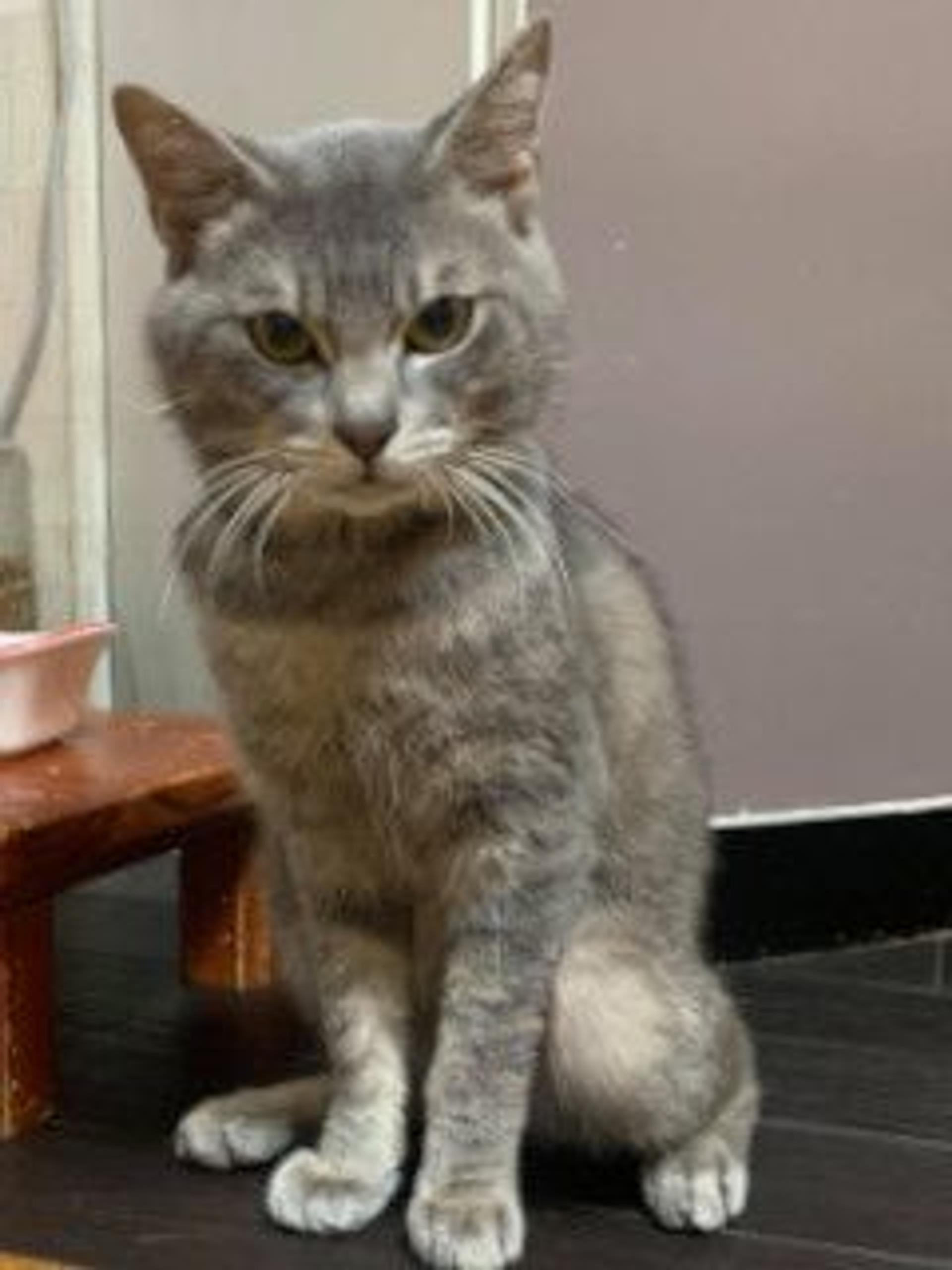 pet-image-4