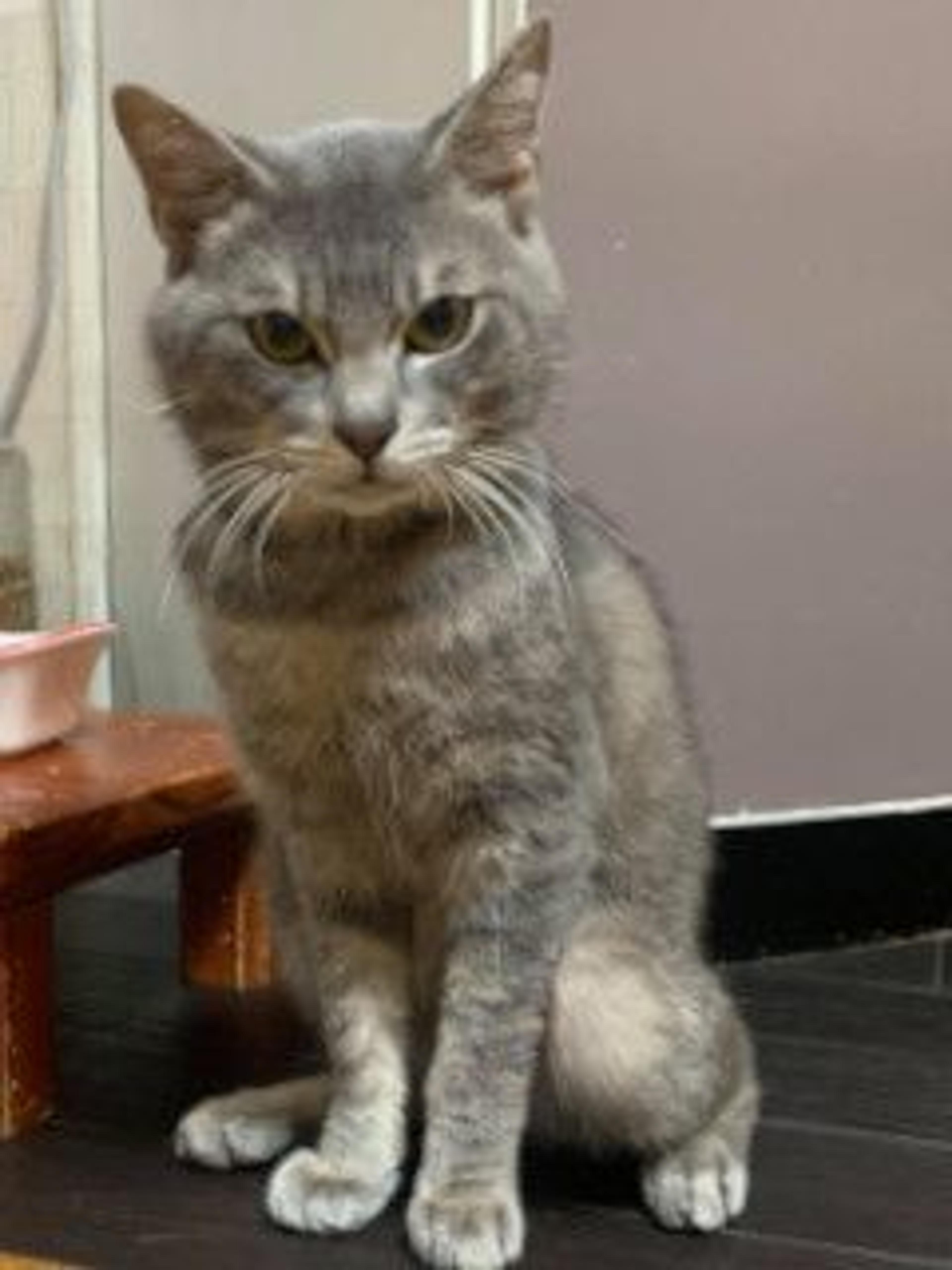 pet-image-4