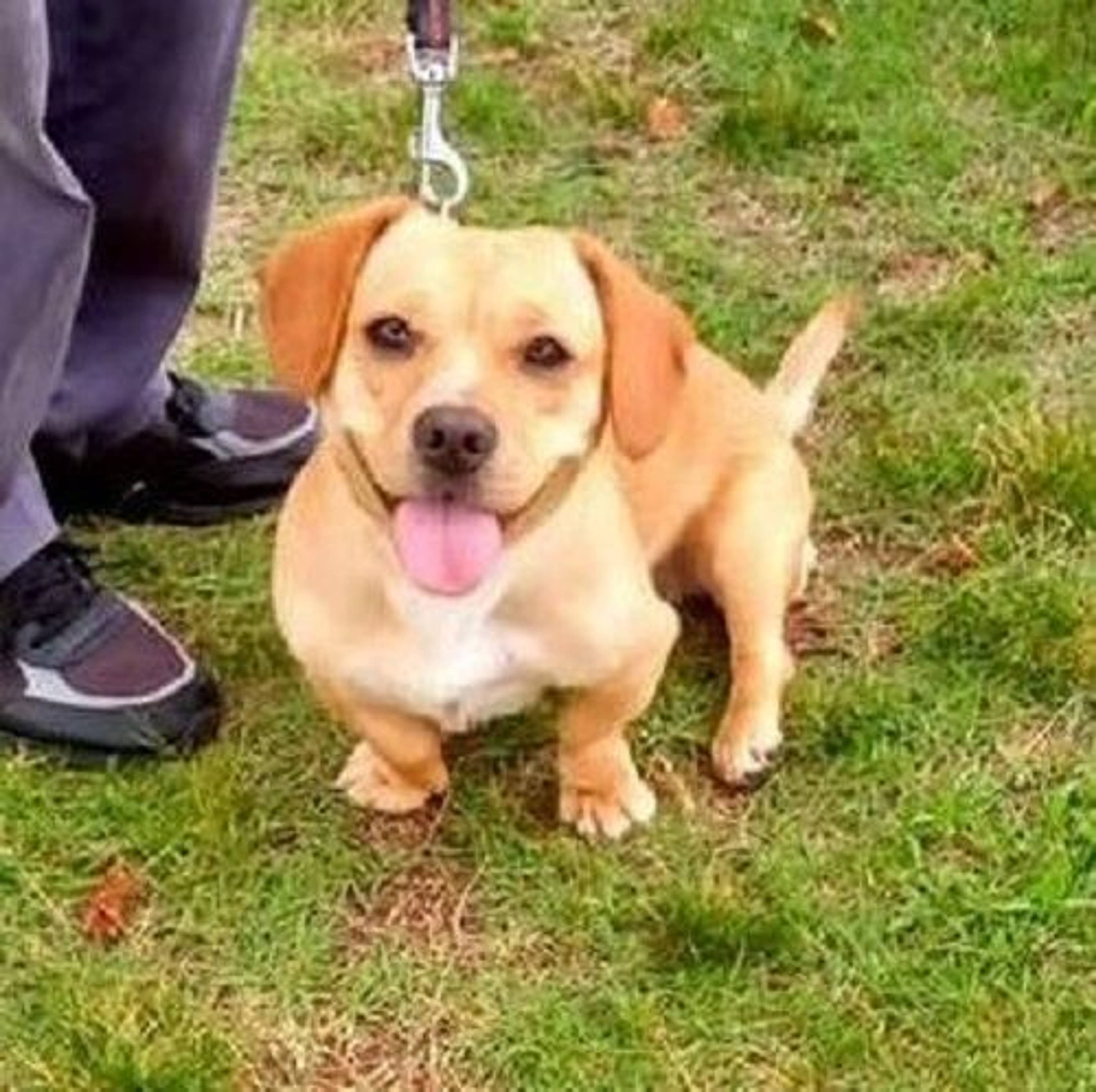 雑種（ミックス犬）・オスの里親募集の写真