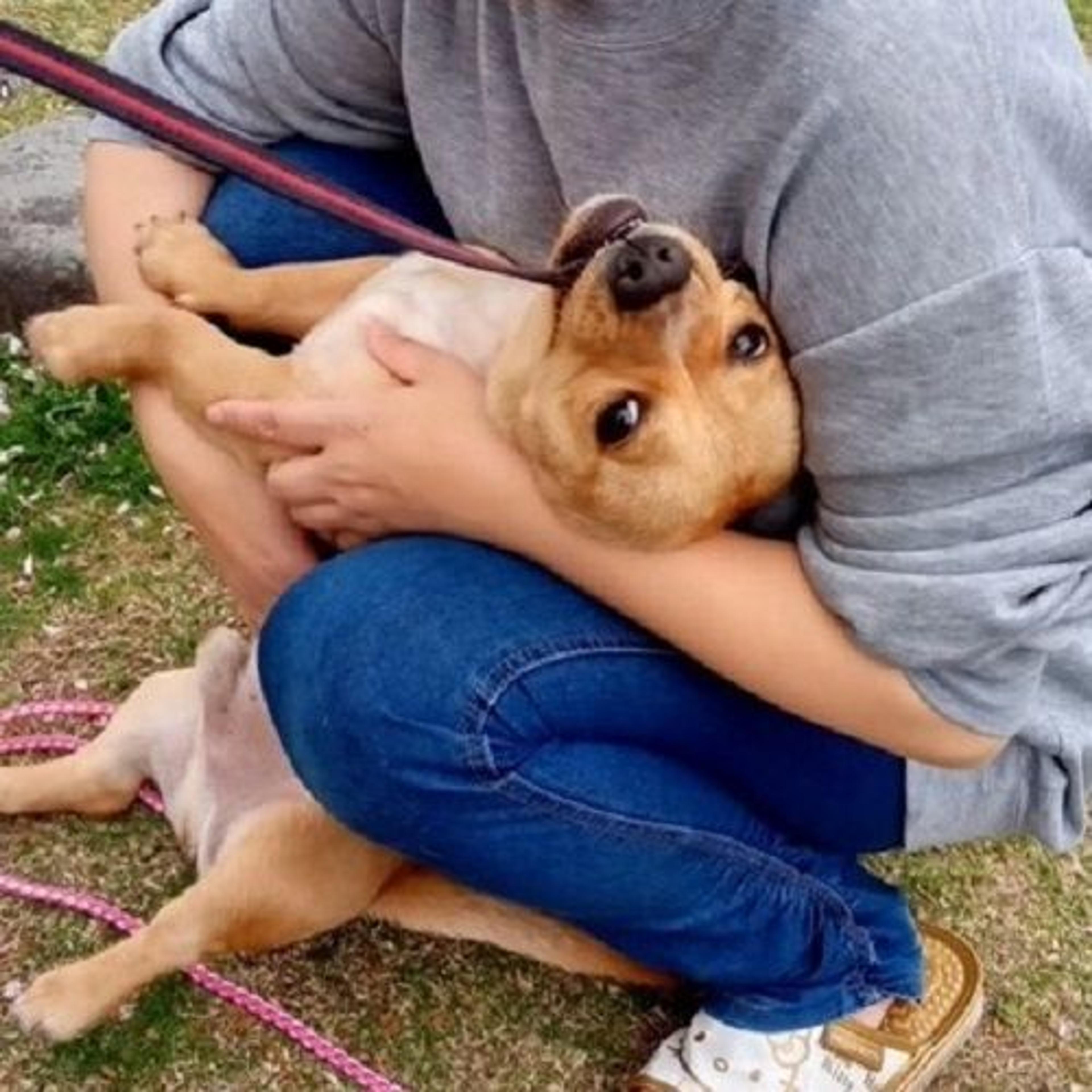 pet-image-5