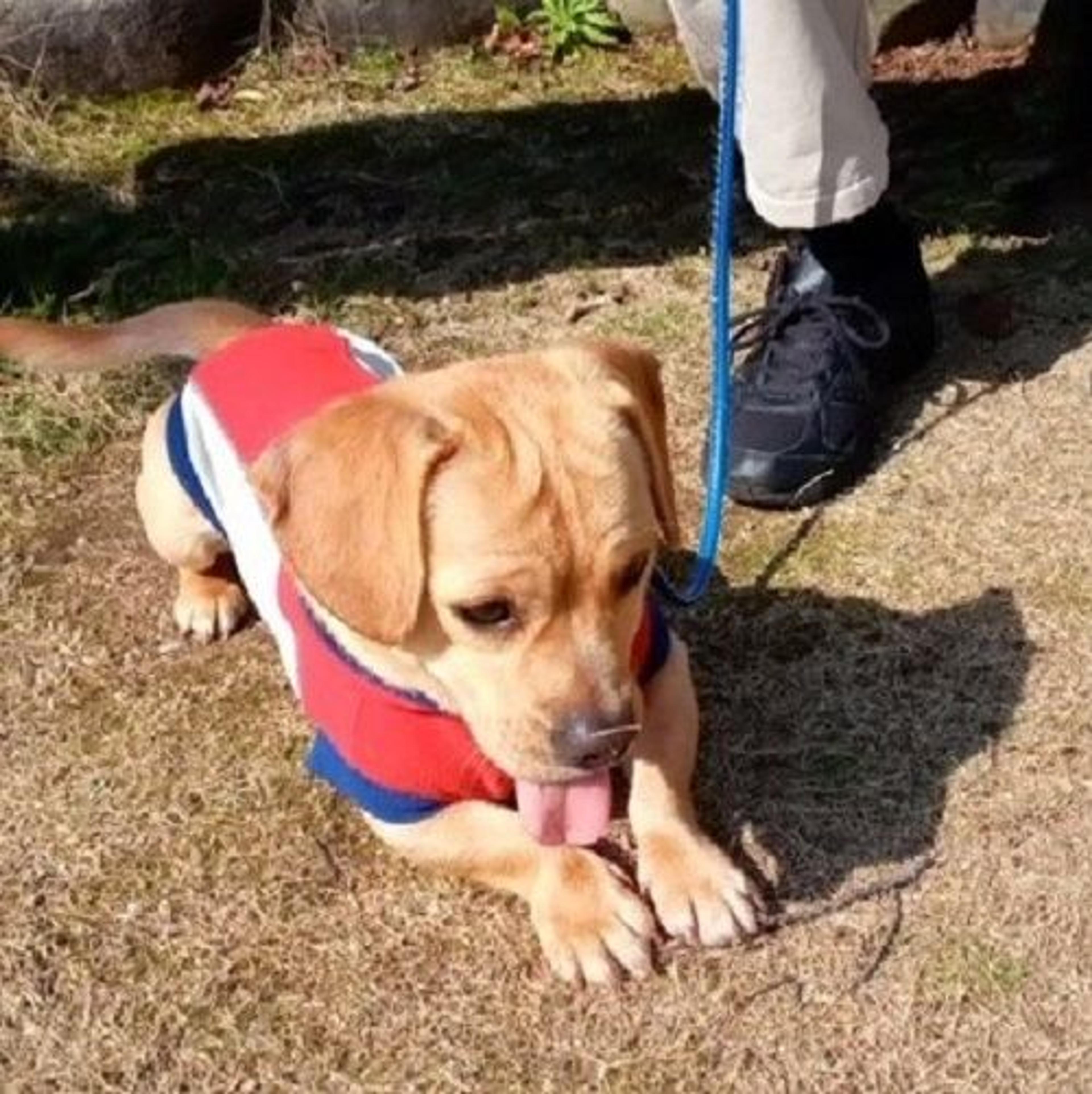 pet-image-8