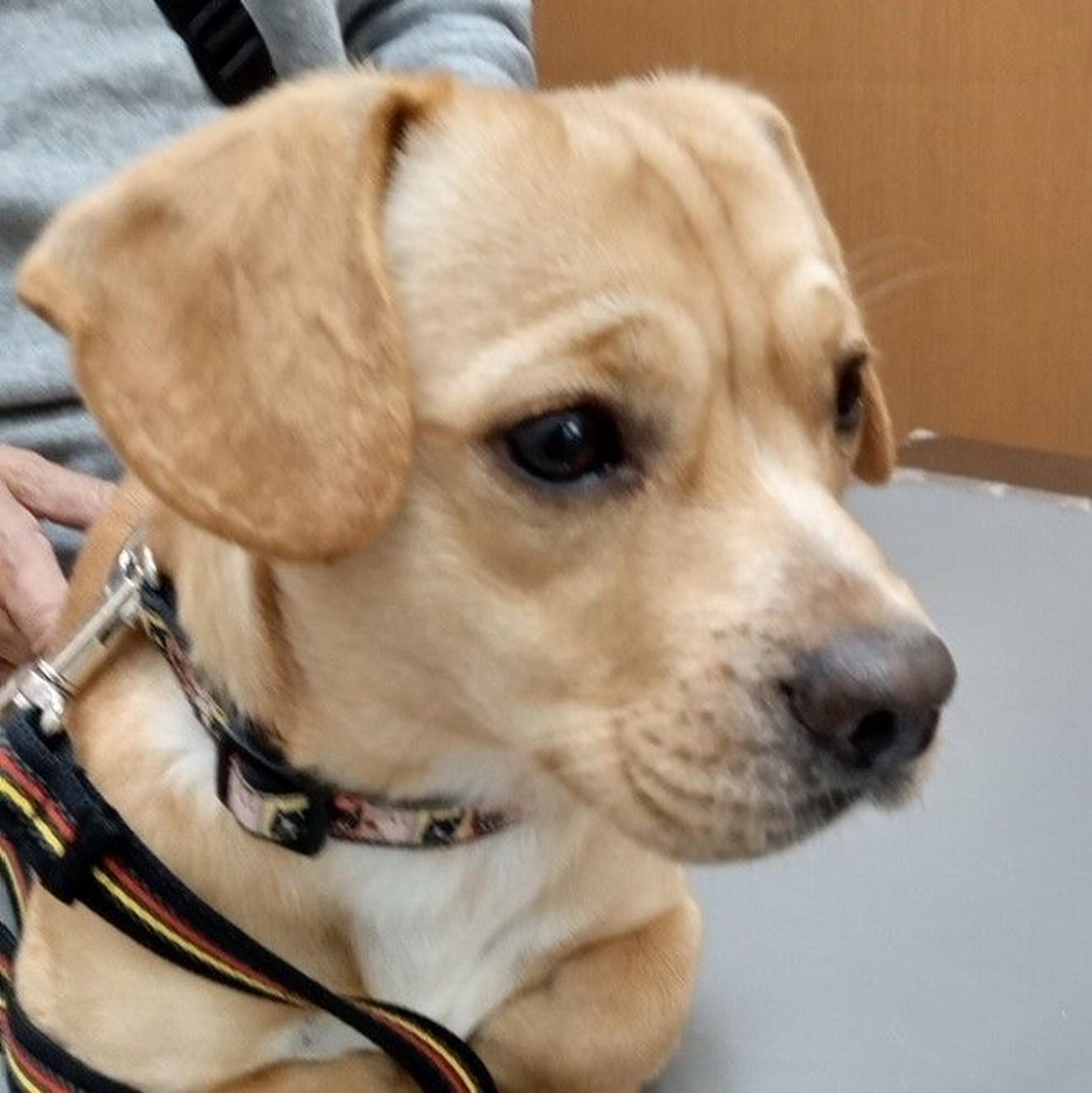 pet-image-9