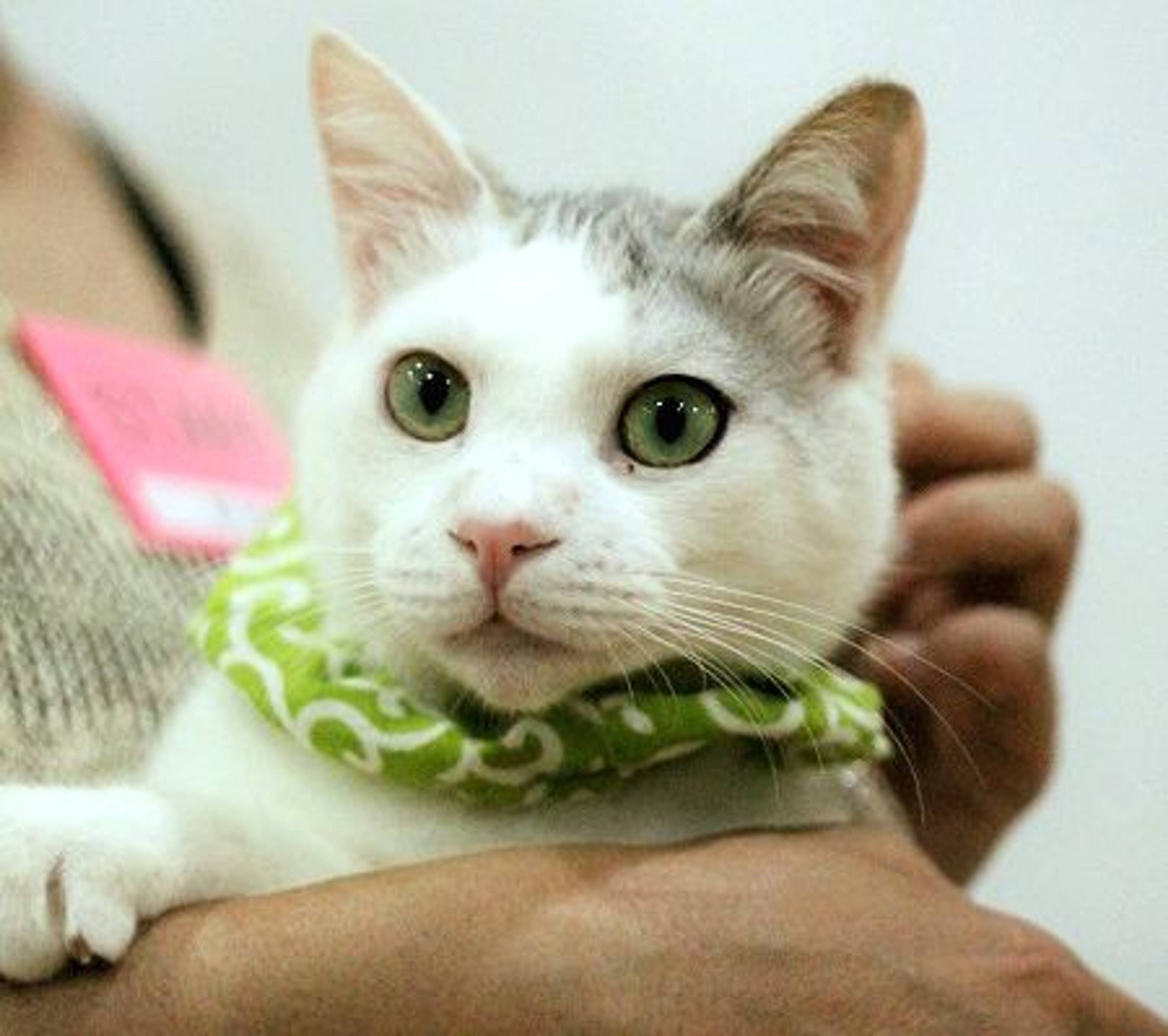 雑種（ミックス猫）・オスの里親募集の写真