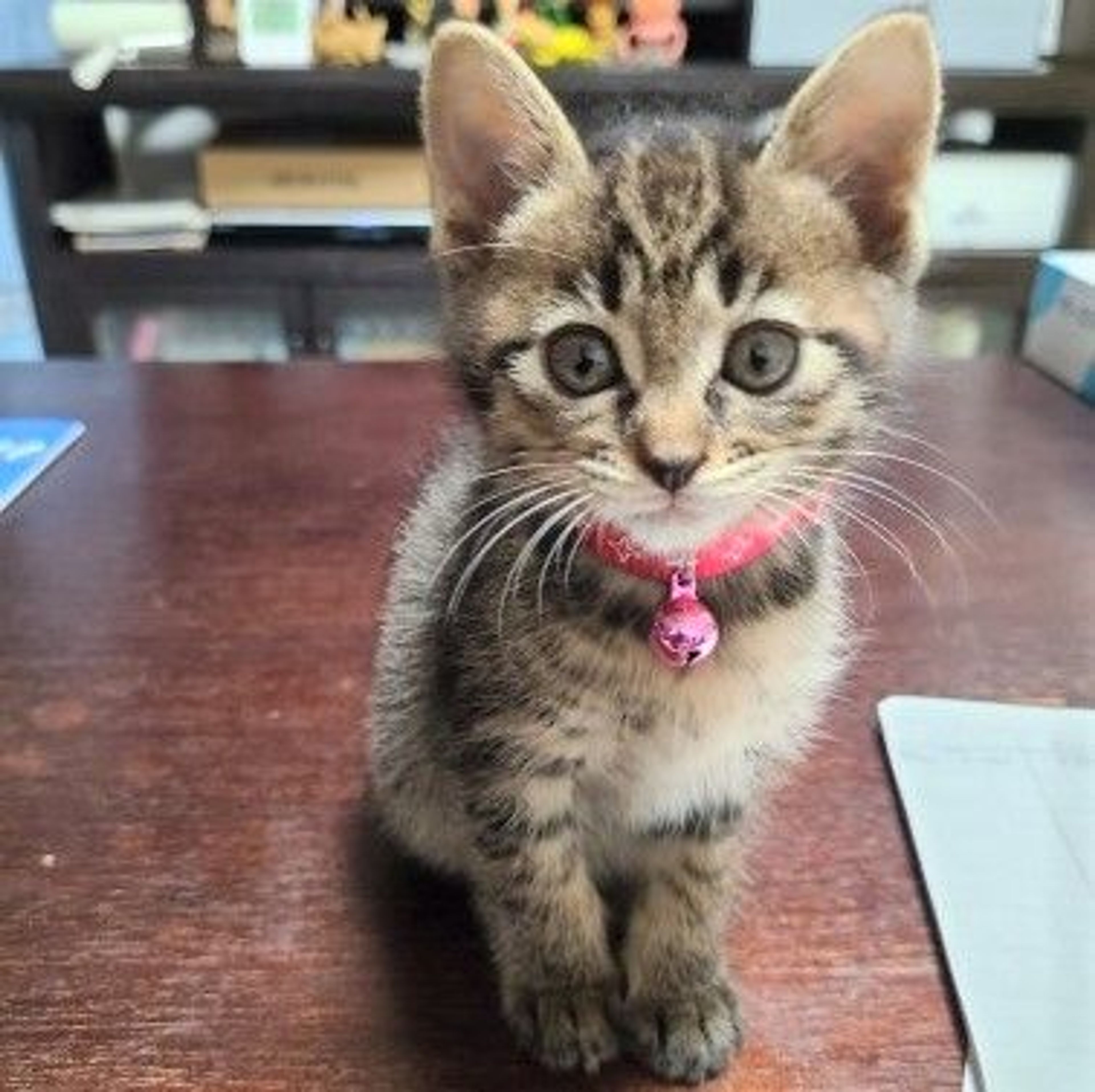 雑種（ミックス猫）・メスの里親募集の写真