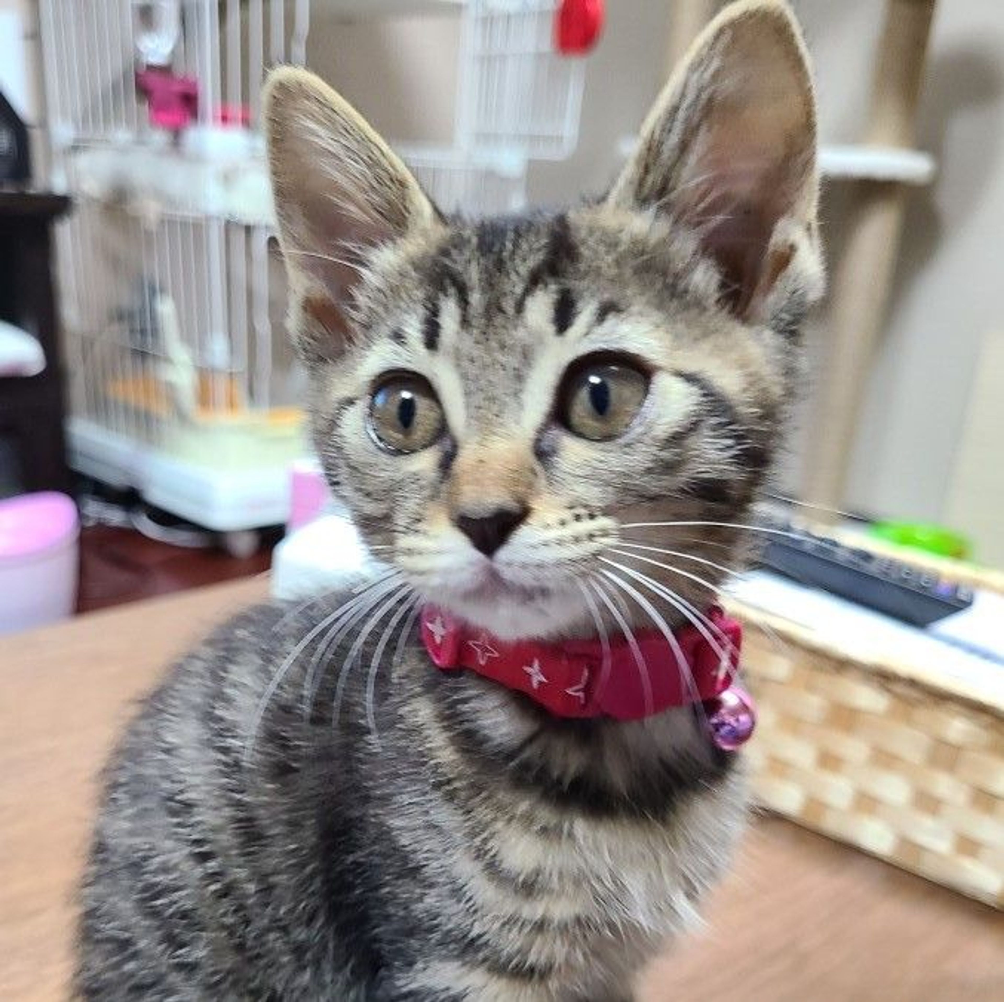 pet-image-2