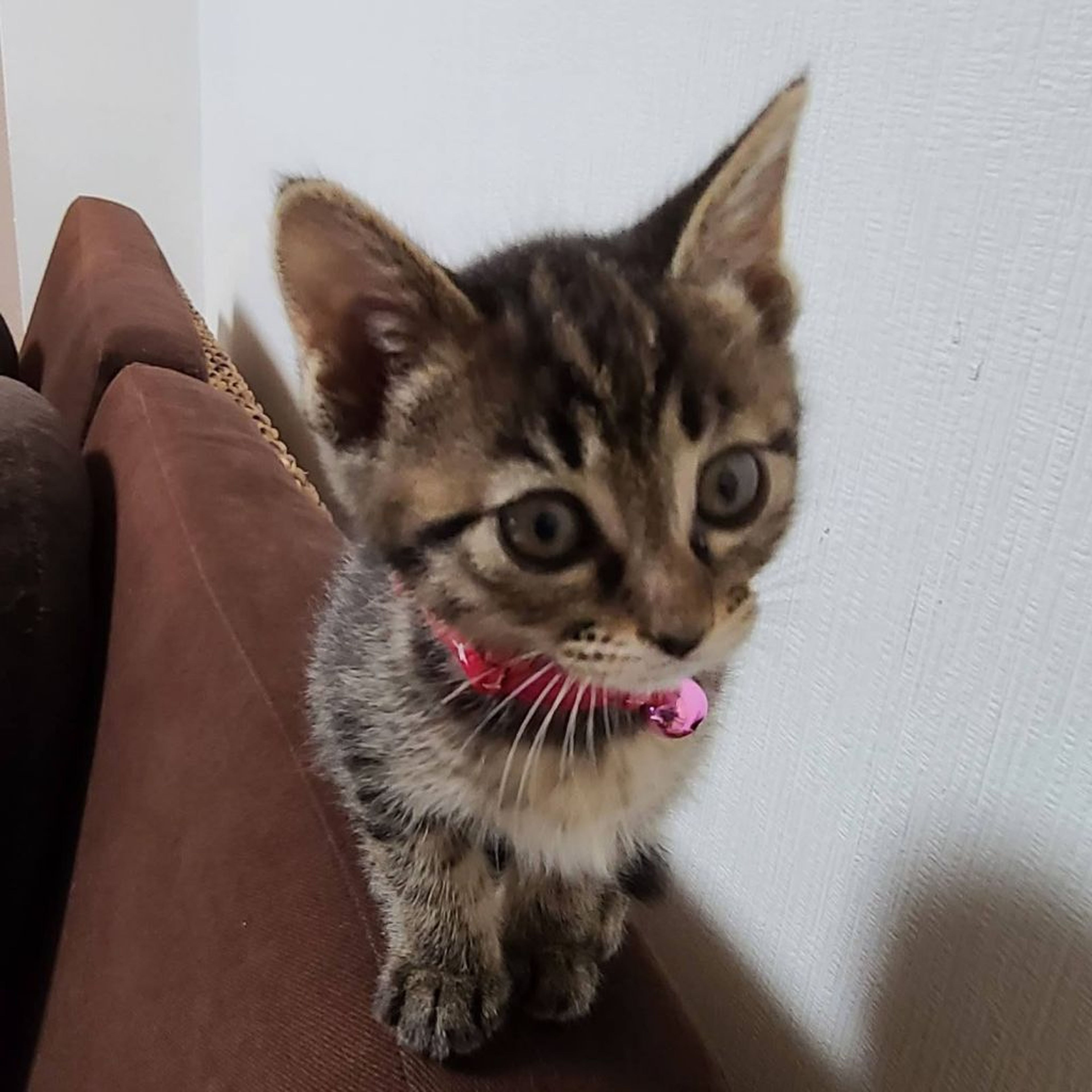 pet-image-4