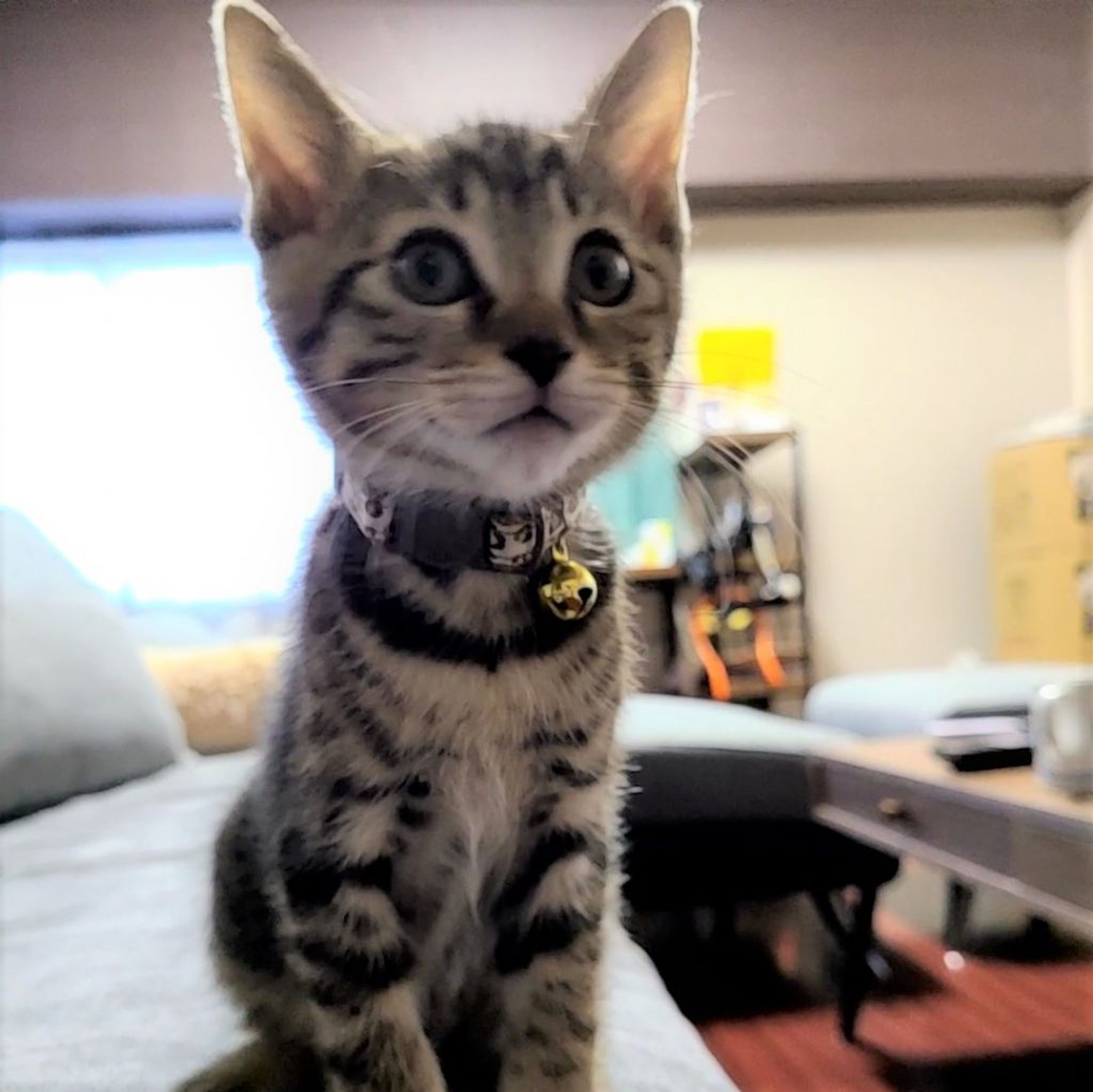 雑種（ミックス猫）・オスの里親募集の写真