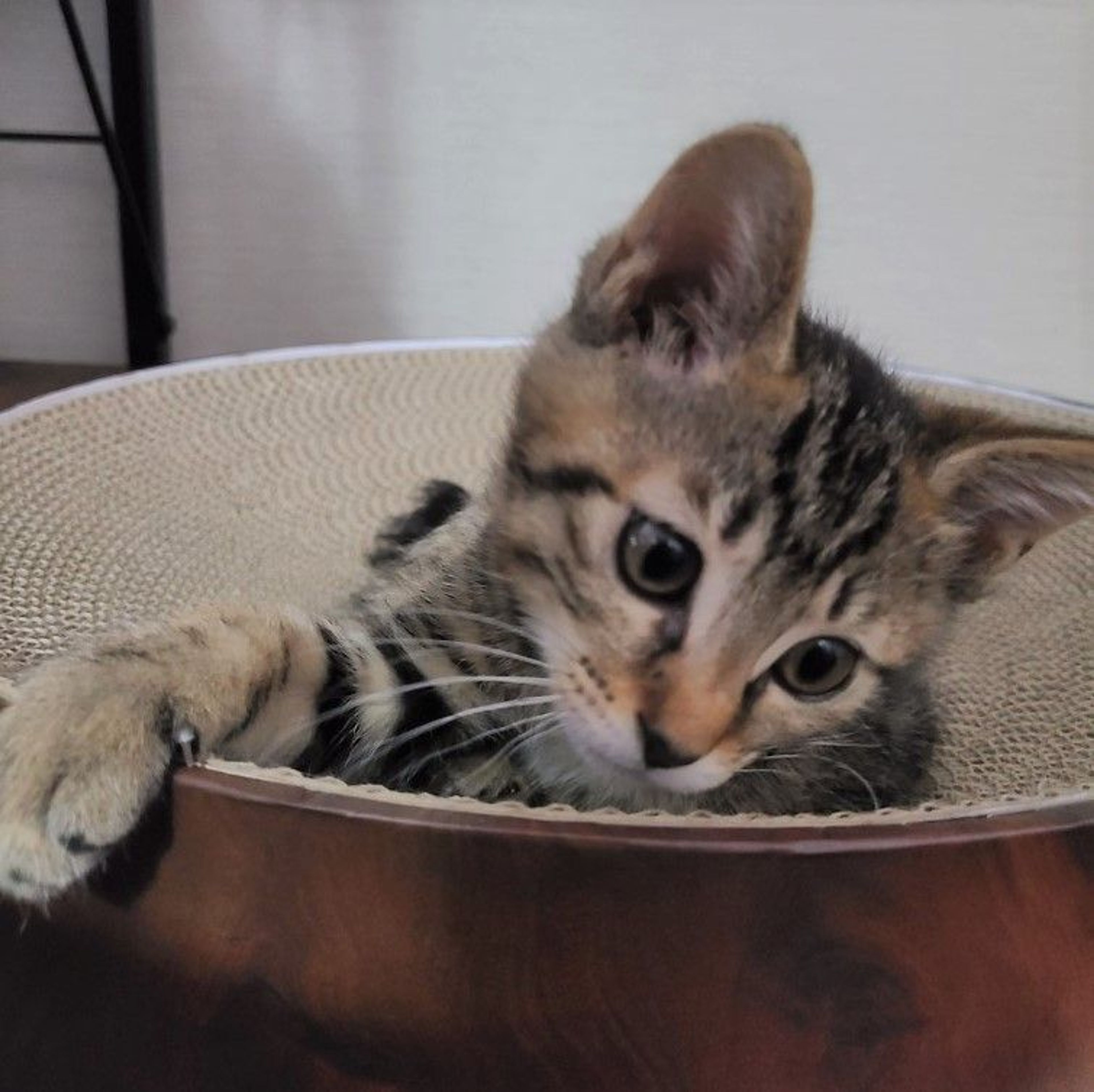 pet-image-4
