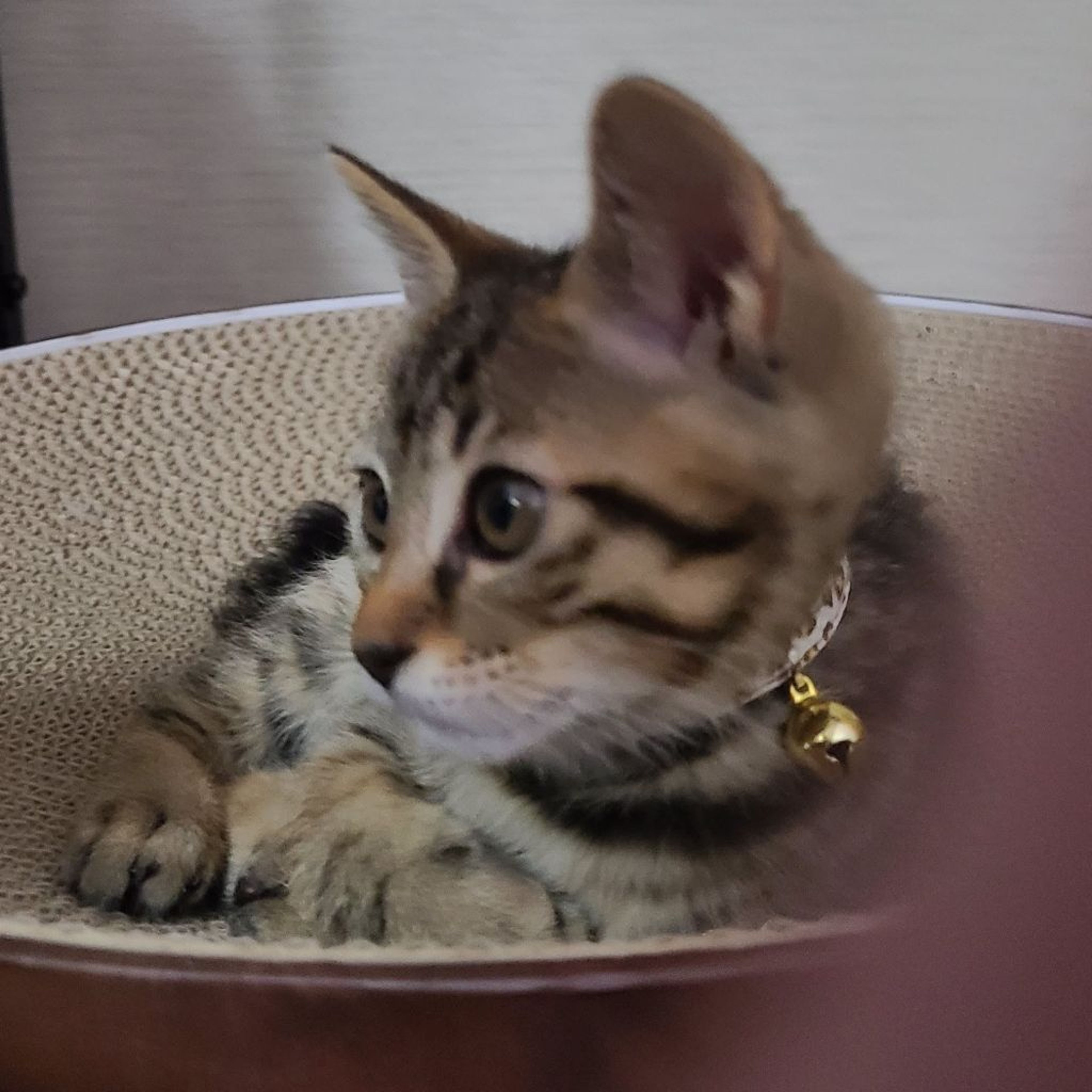 pet-image-5