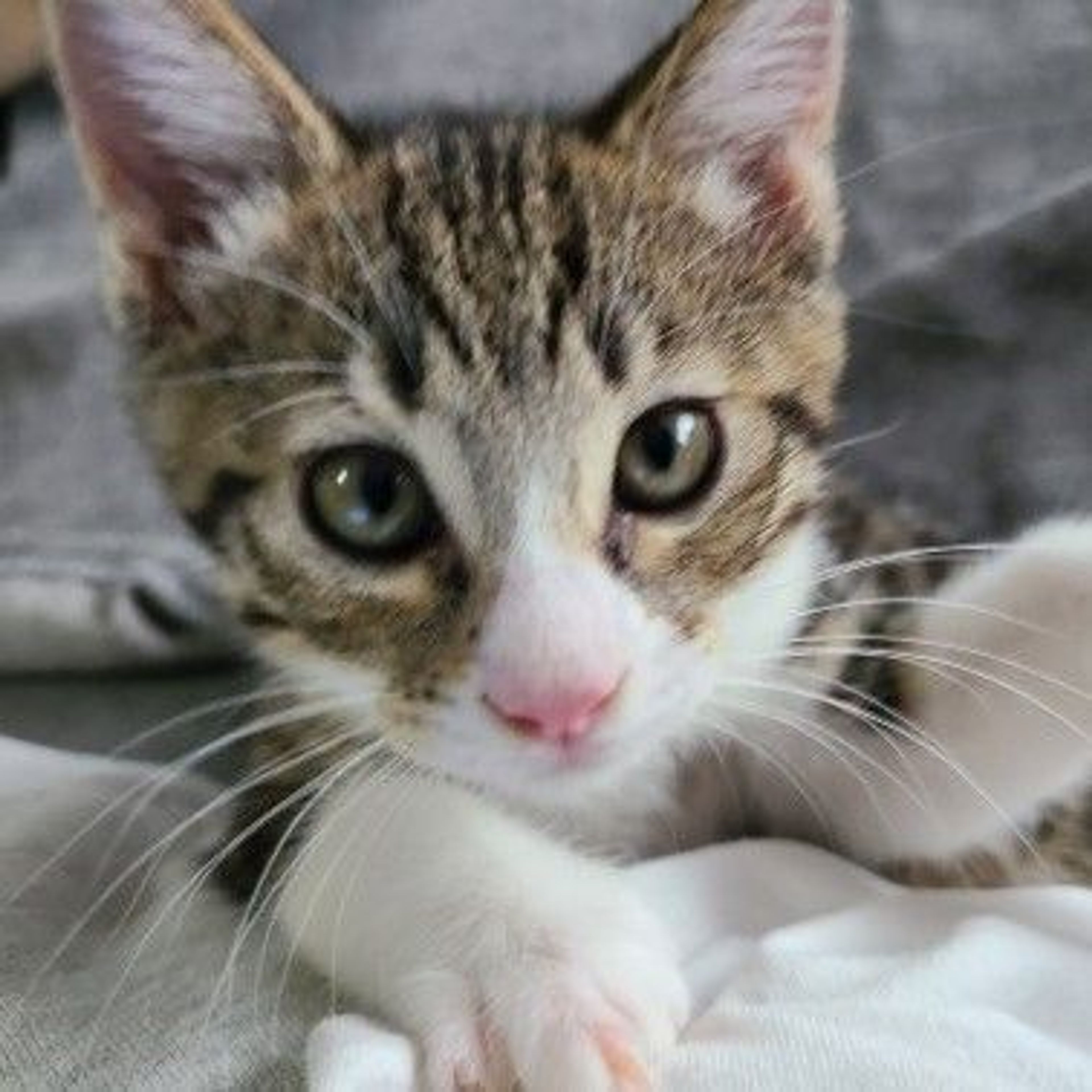 pet-image-2