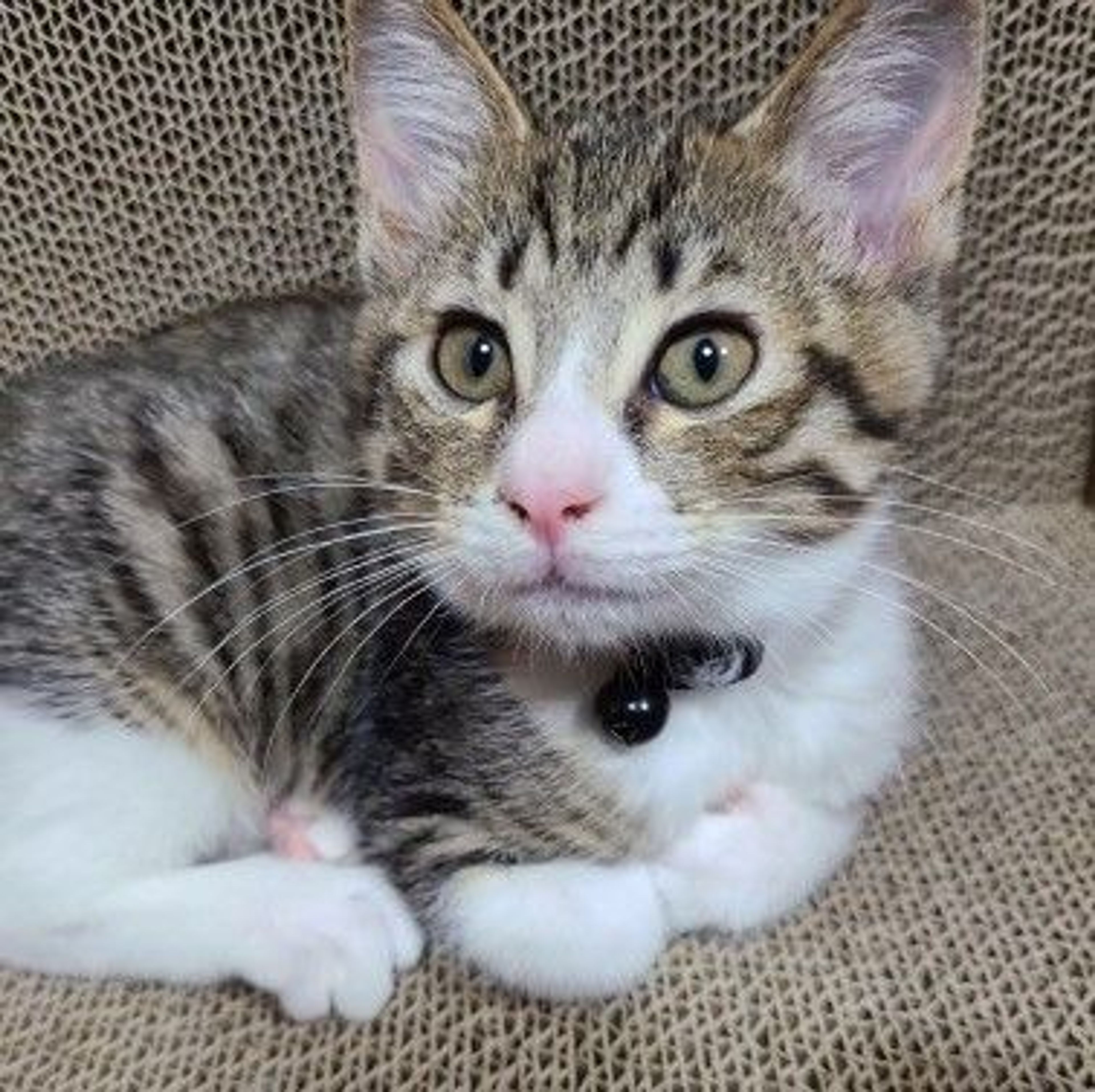 pet-image-4