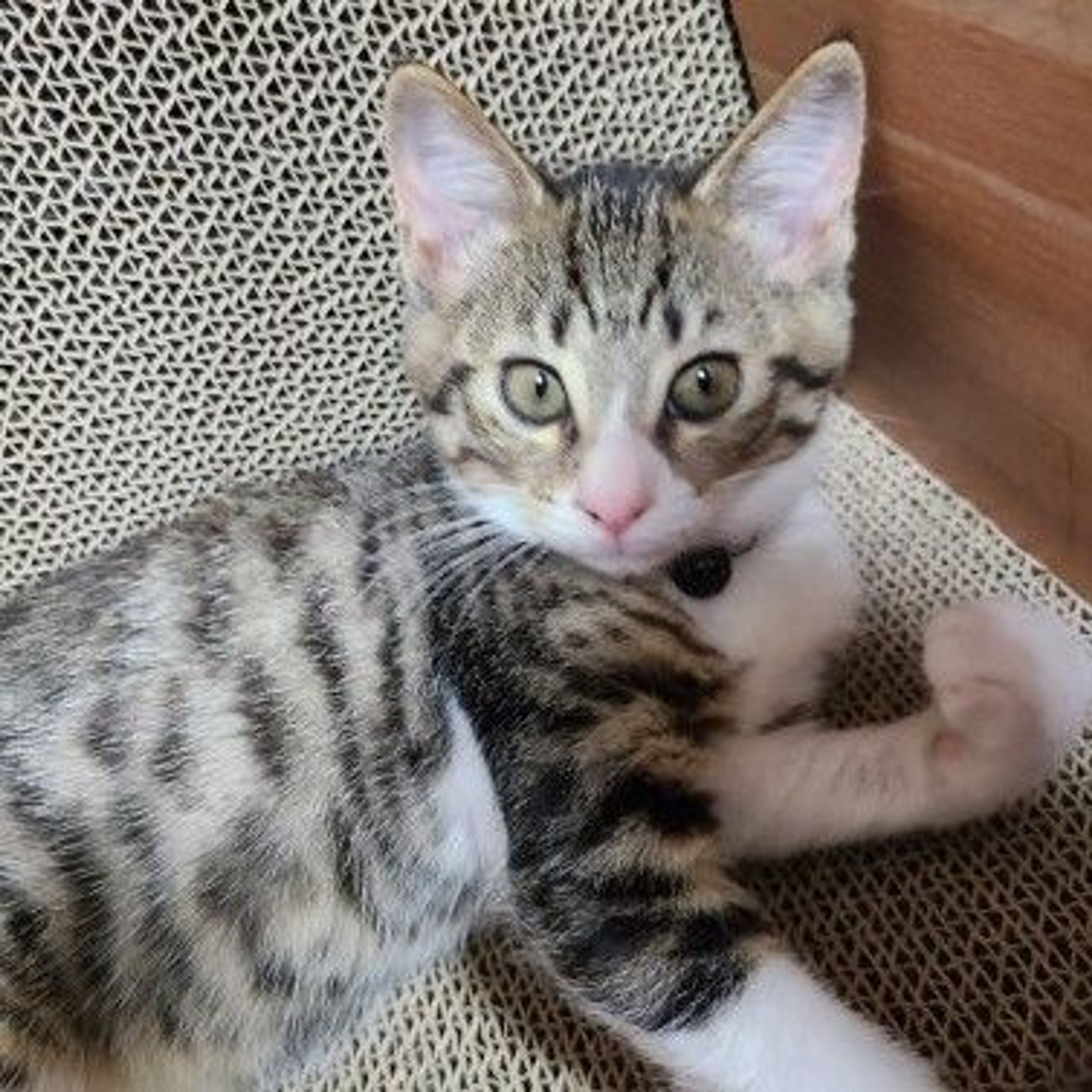 pet-image-5