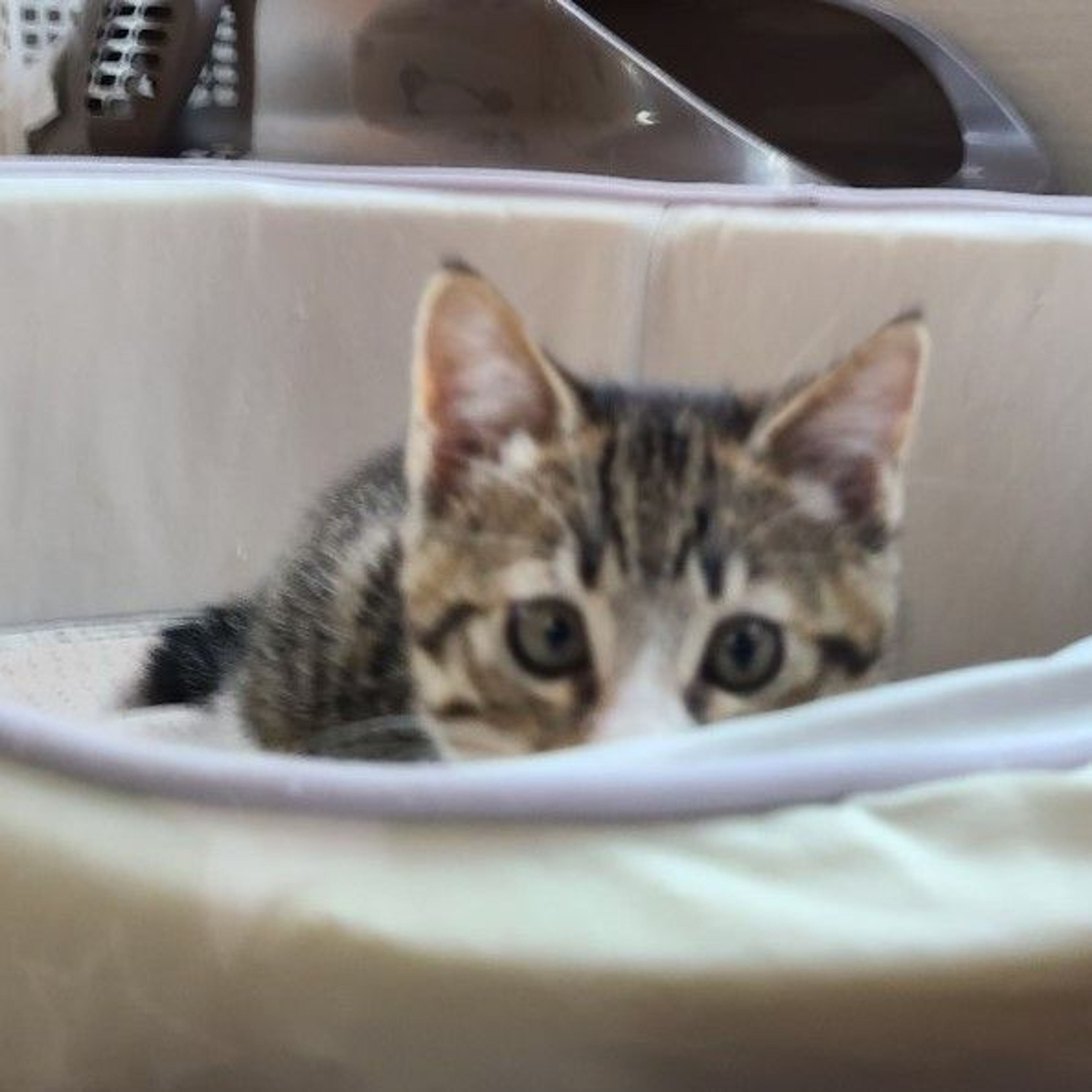 pet-image-6