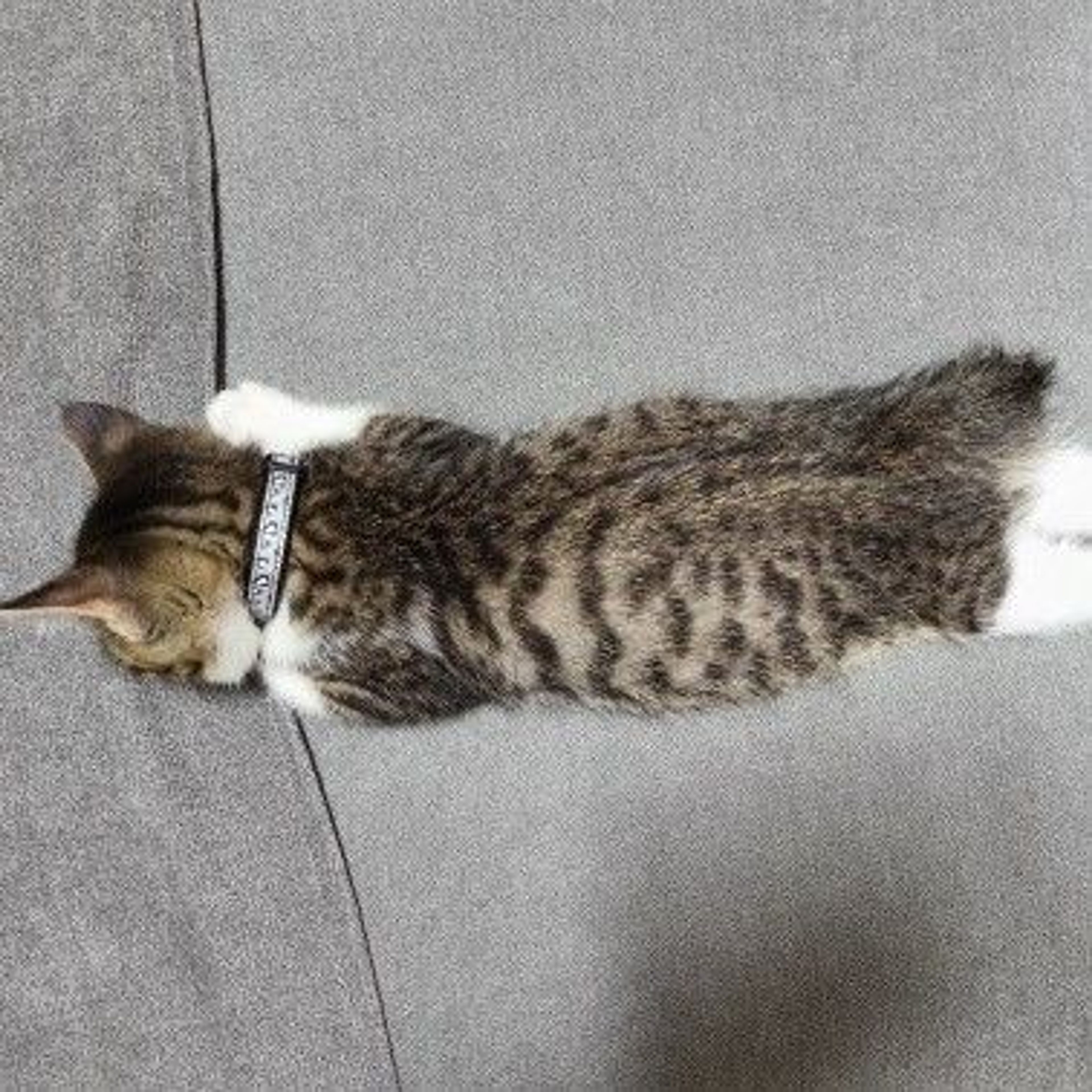 pet-image-7