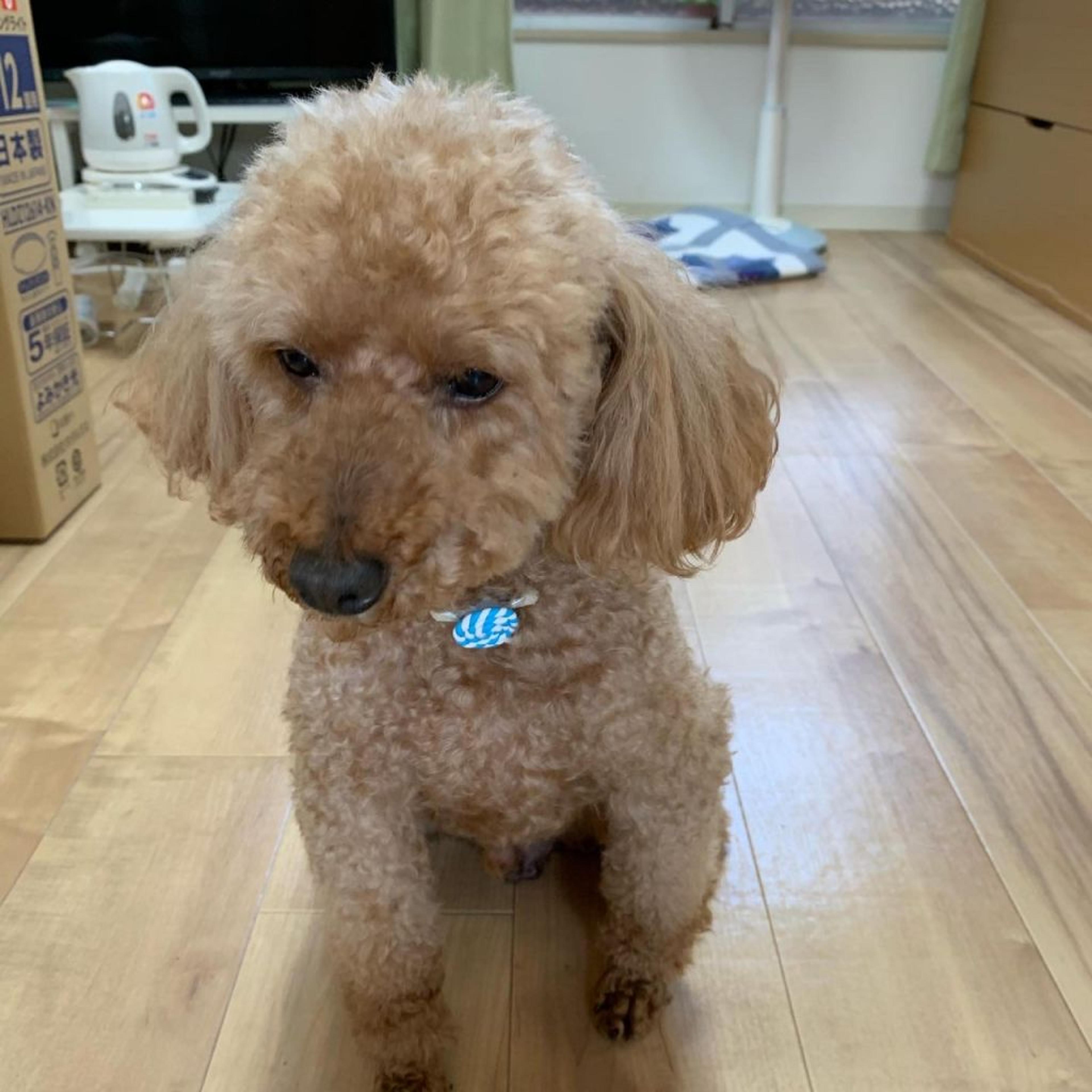 pet-image-2