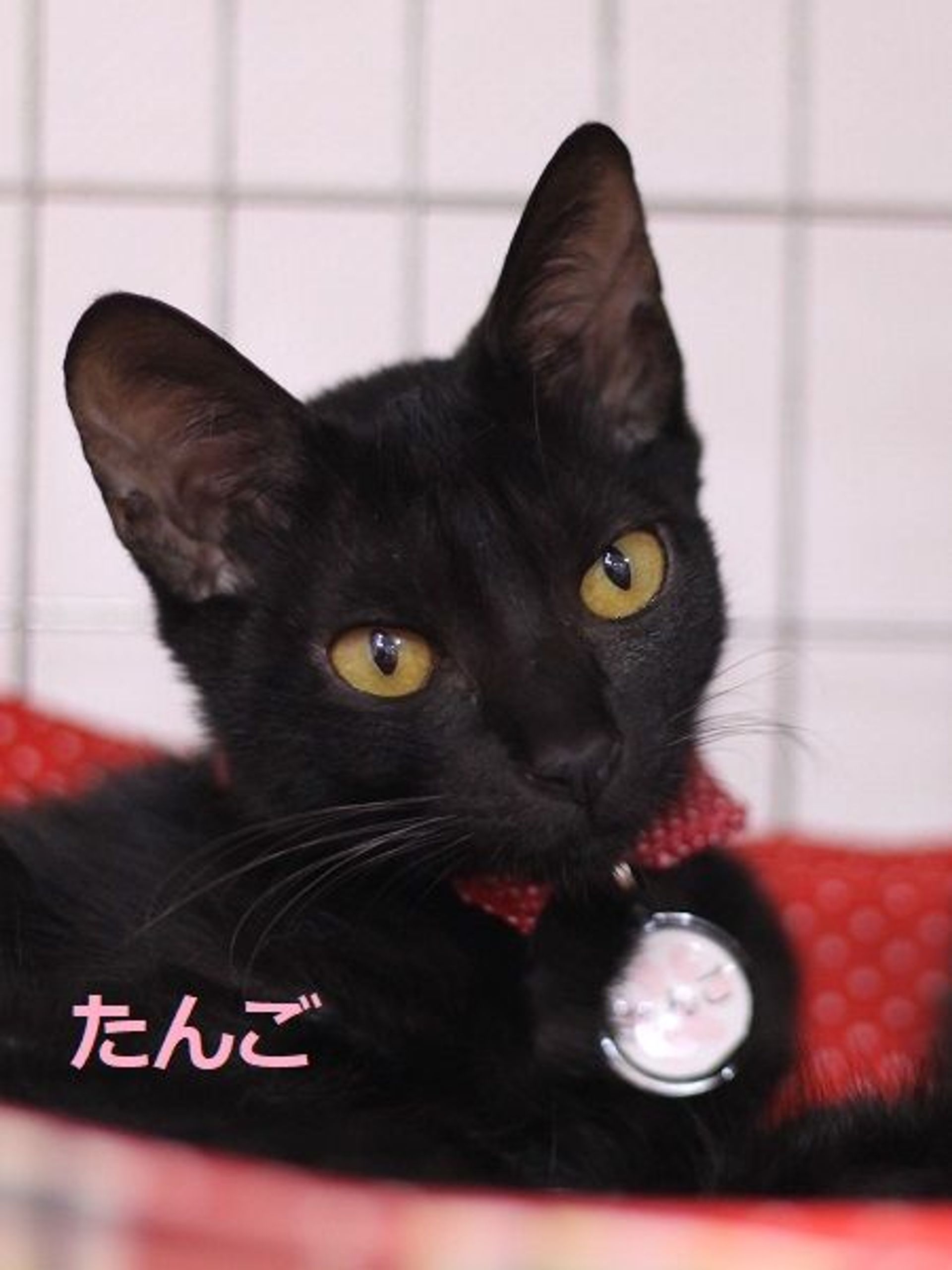雑種（ミックス猫）・メスの里親募集の写真