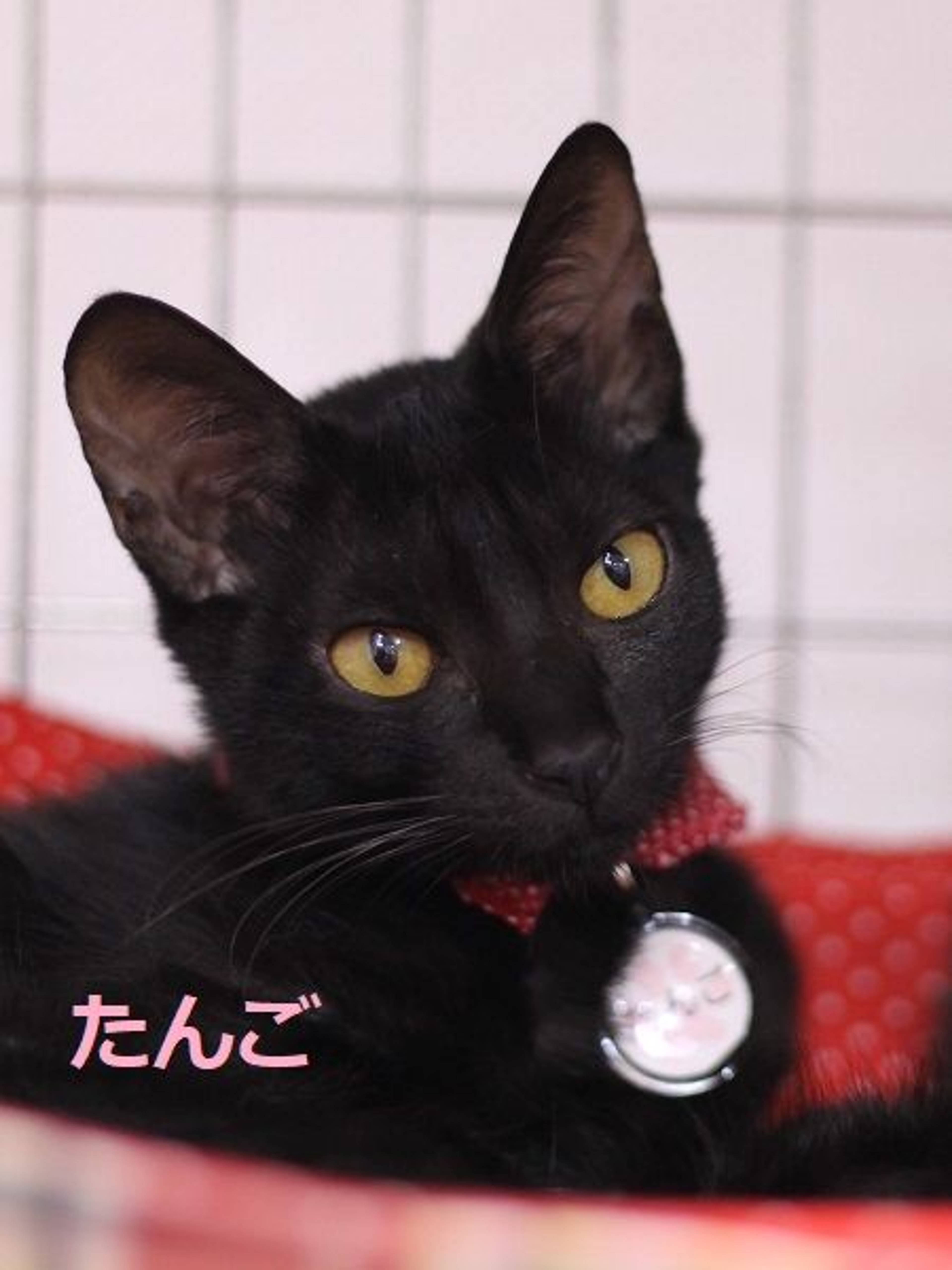 雑種（ミックス猫）・メスの里親募集の写真