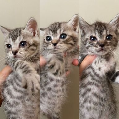 リボン♀、イケ、ゴウの写真